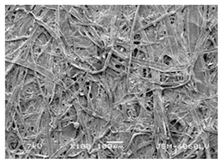 Forests 12 00527 i026