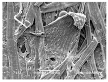 Forests 12 00527 i027