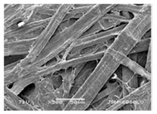 Forests 12 00527 i030