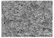 Forests 12 00527 i032