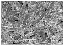 Forests 12 00527 i033