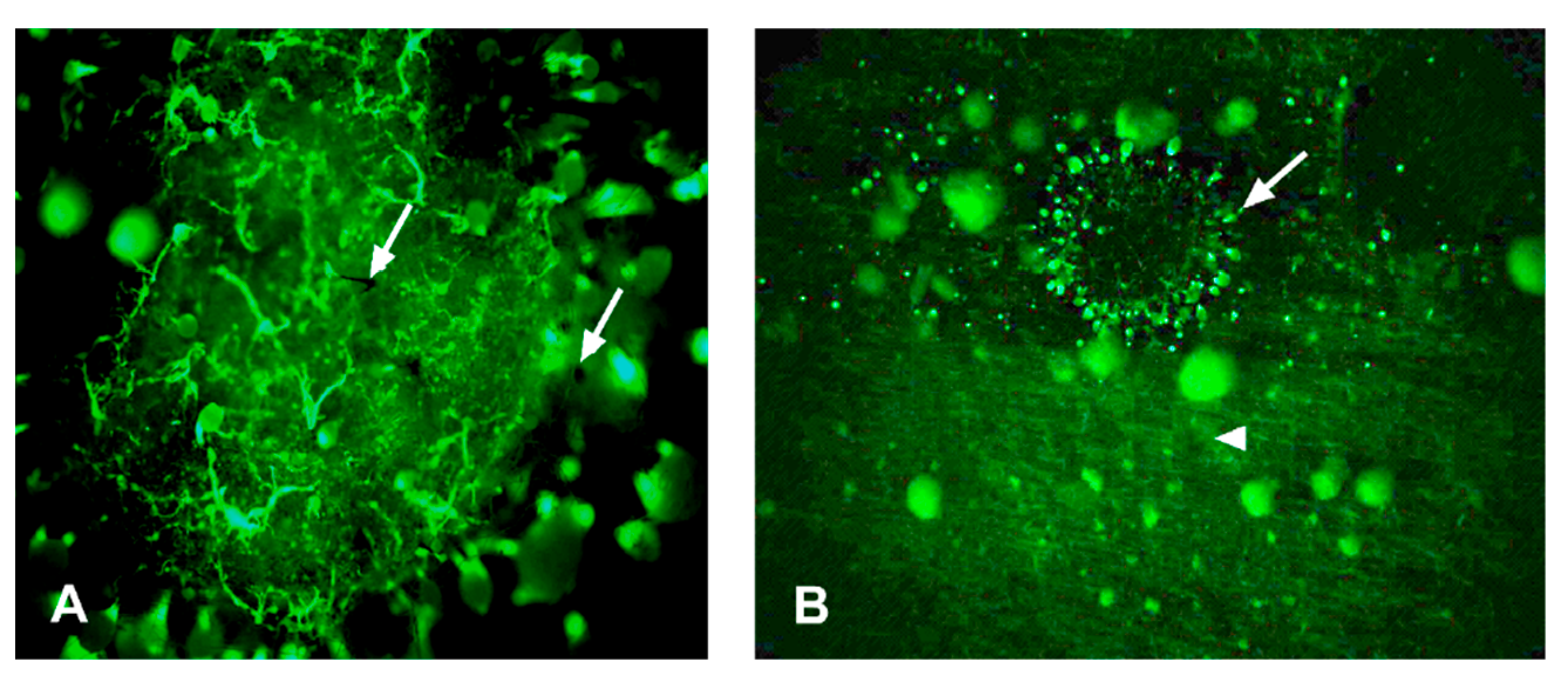Forests 12 00542 g004