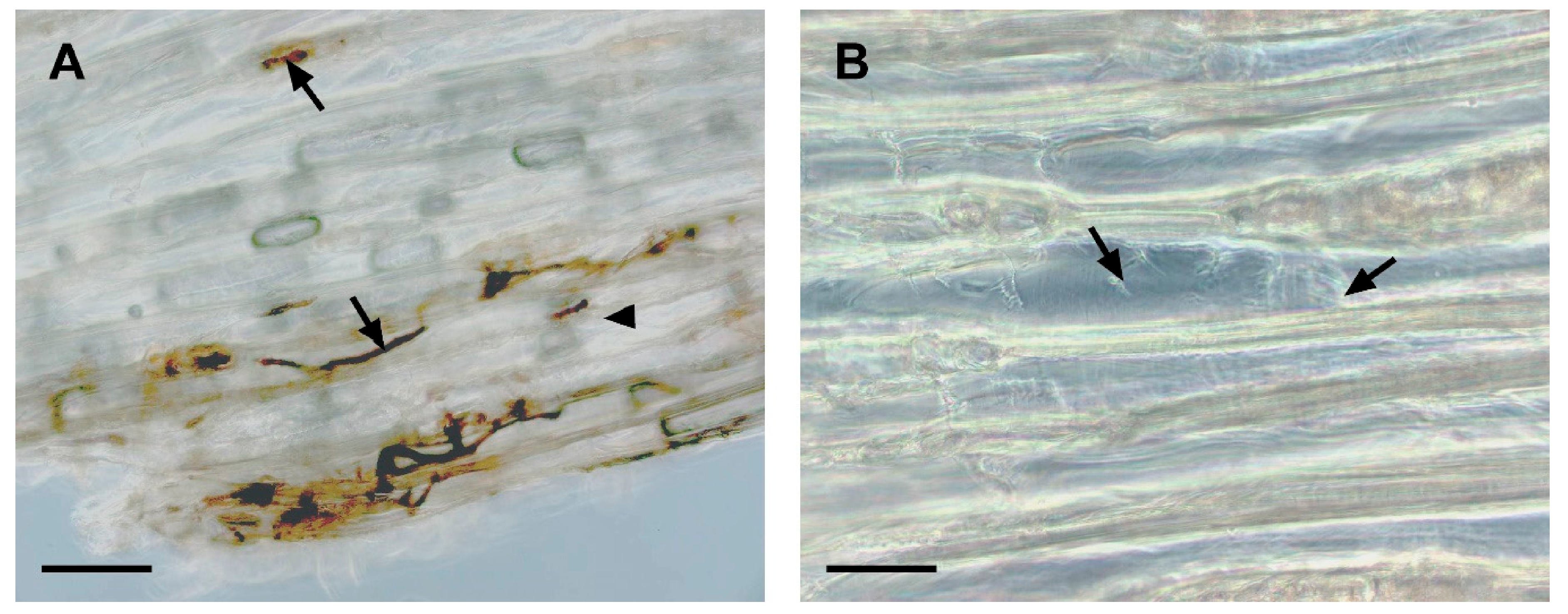 Forests 12 00542 g005
