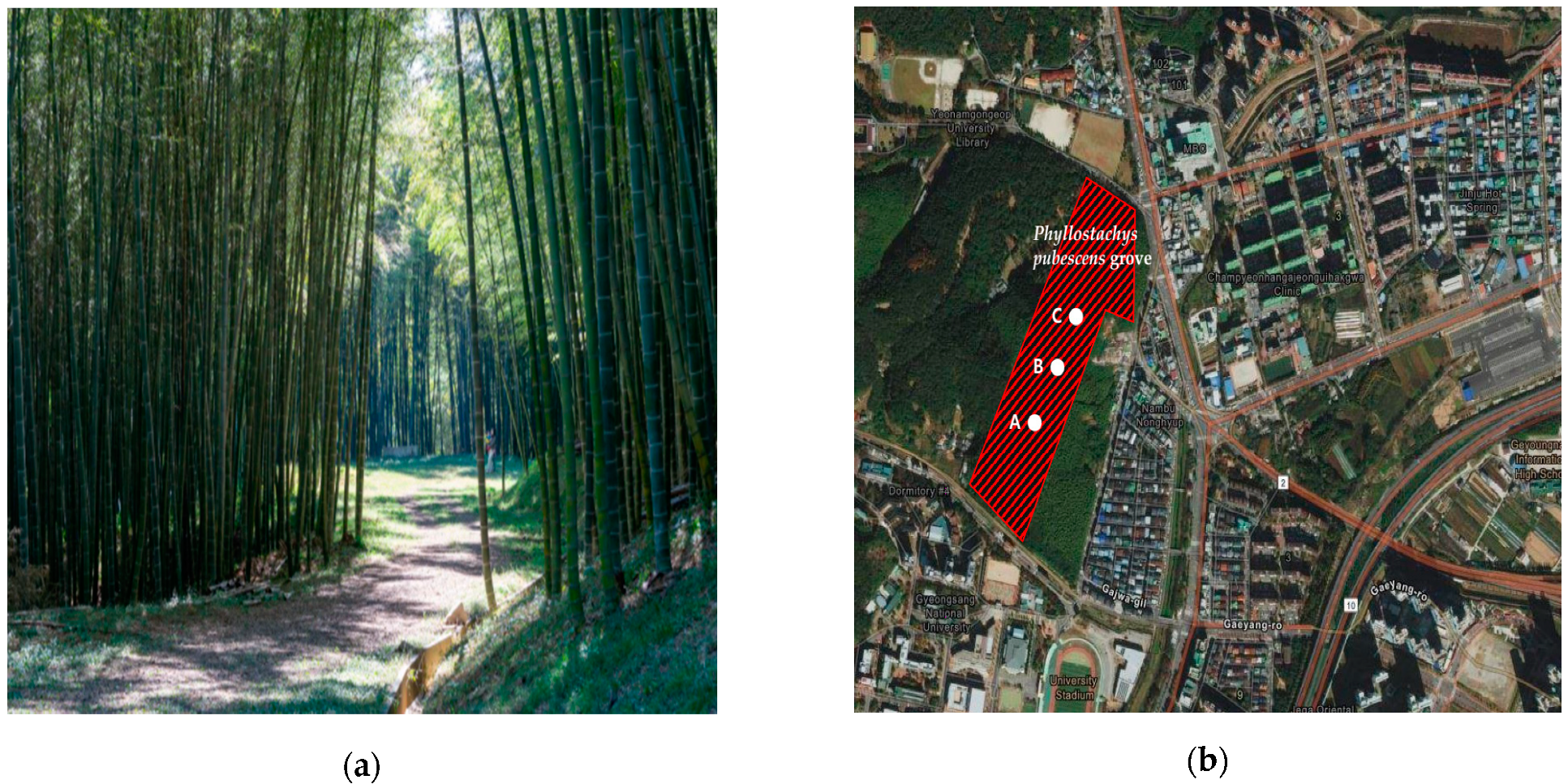 Forests 12 00543 g001 Forests 12 00543 g001