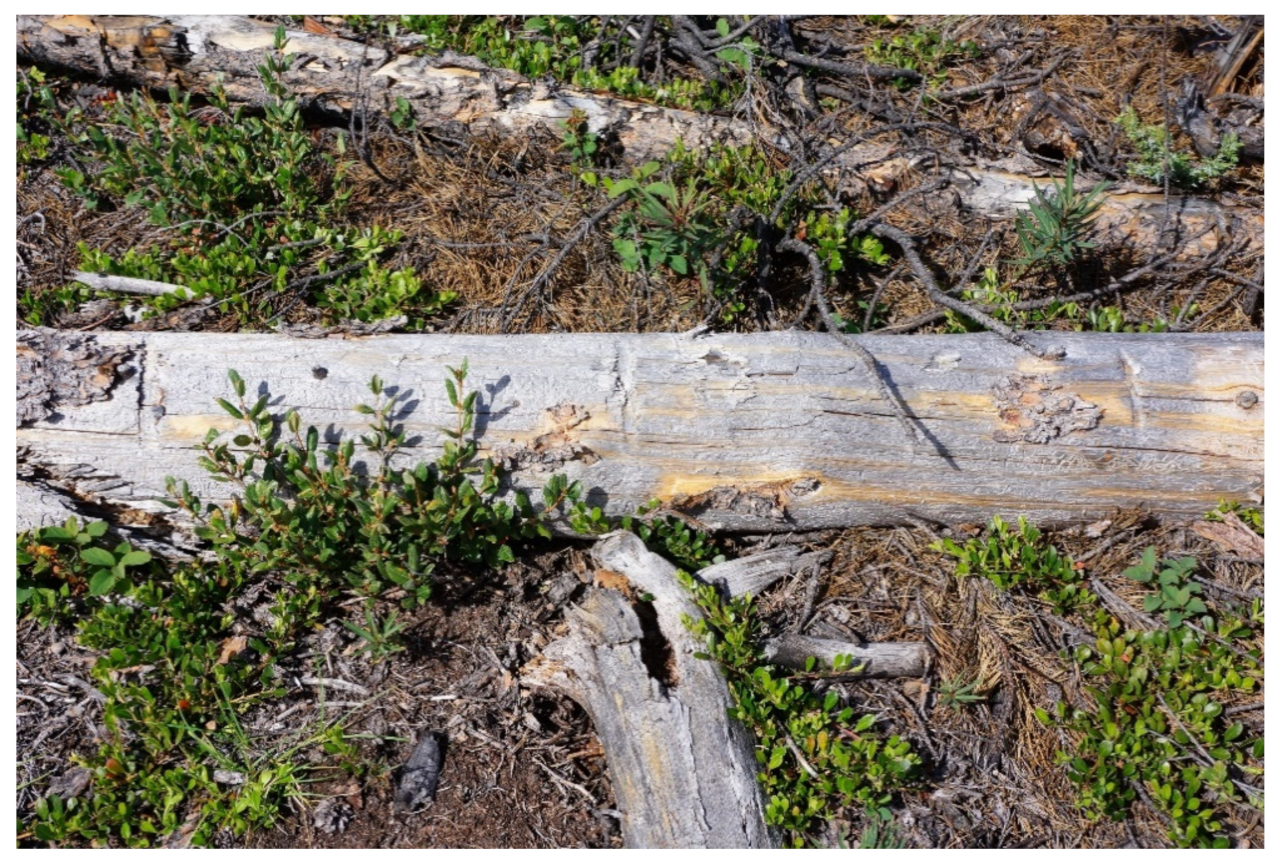 Forests 12 00551 g005 Forests 12 00551 g005