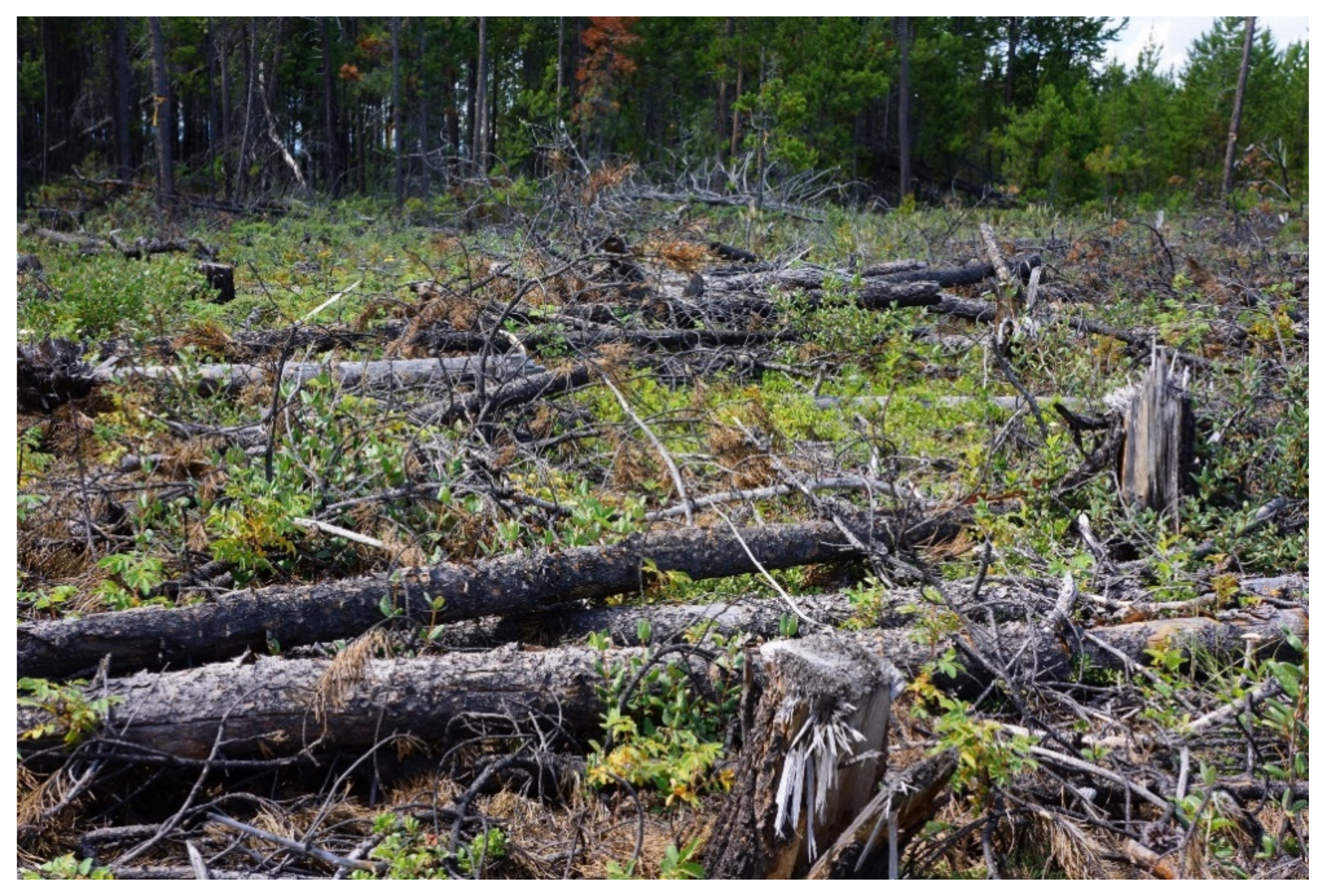 Forests 12 00551 g006 Forests 12 00551 g006