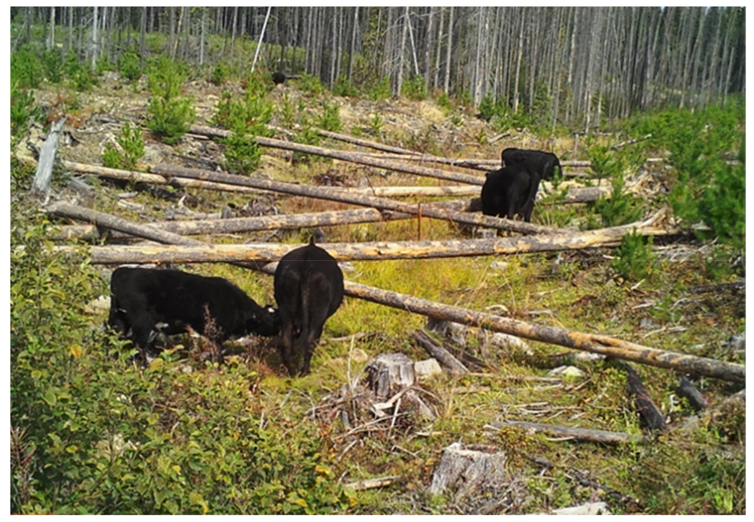 Forests 12 00551 g009 Forests 12 00551 g009