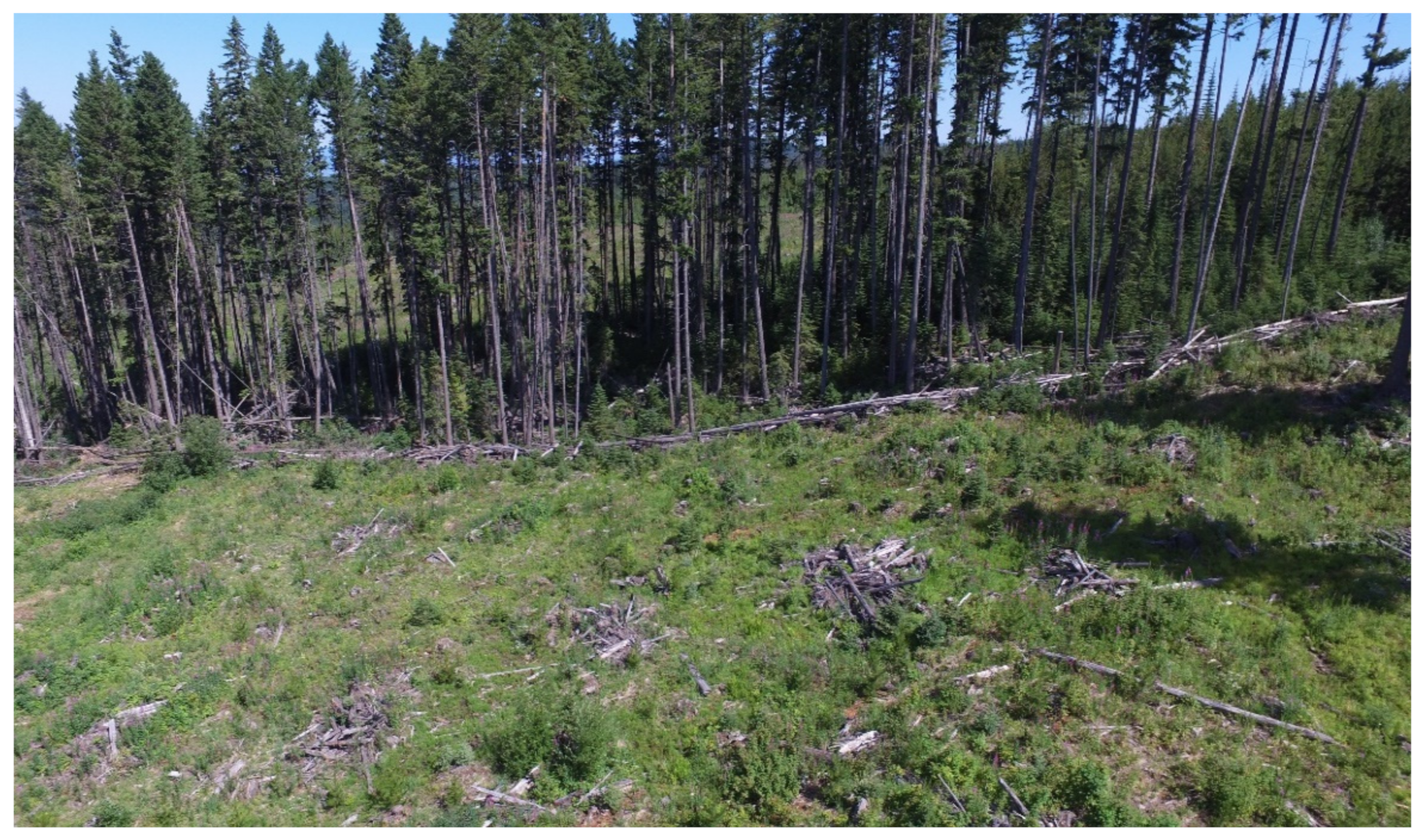 Forests 12 00551 g010 Forests 12 00551 g010