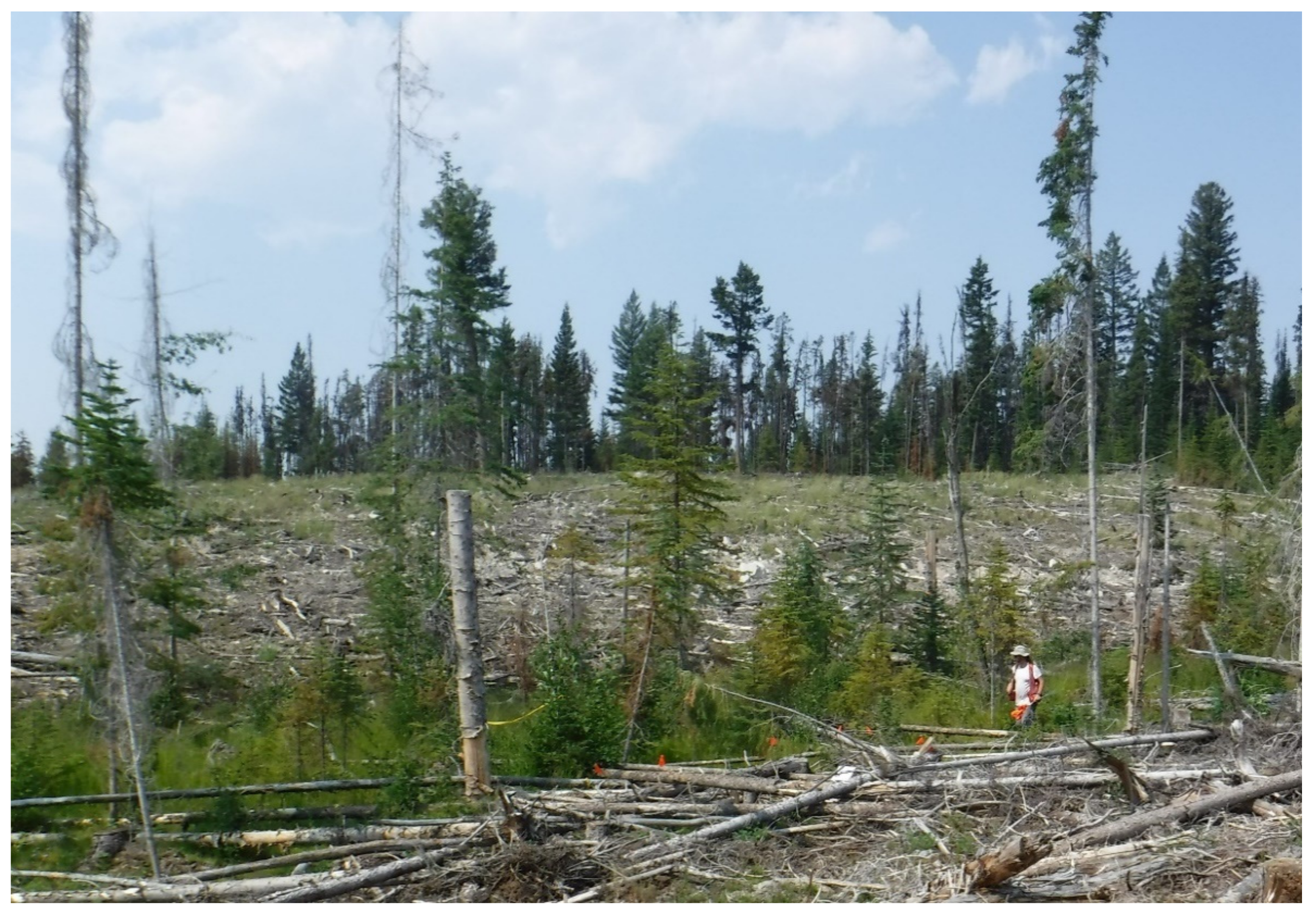 Forests 12 00551 g011 Forests 12 00551 g011