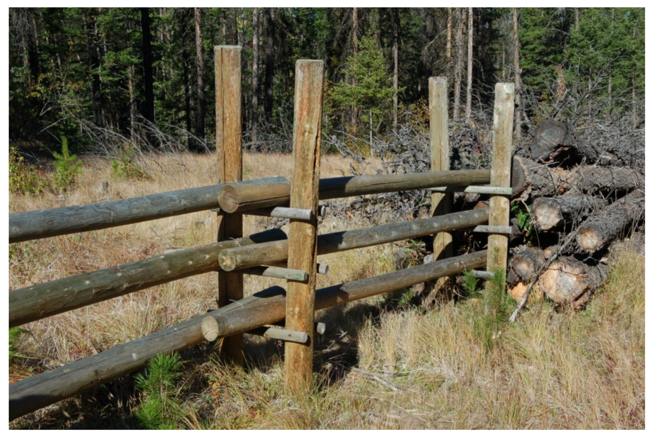 Forests 12 00551 g013 Forests 12 00551 g013