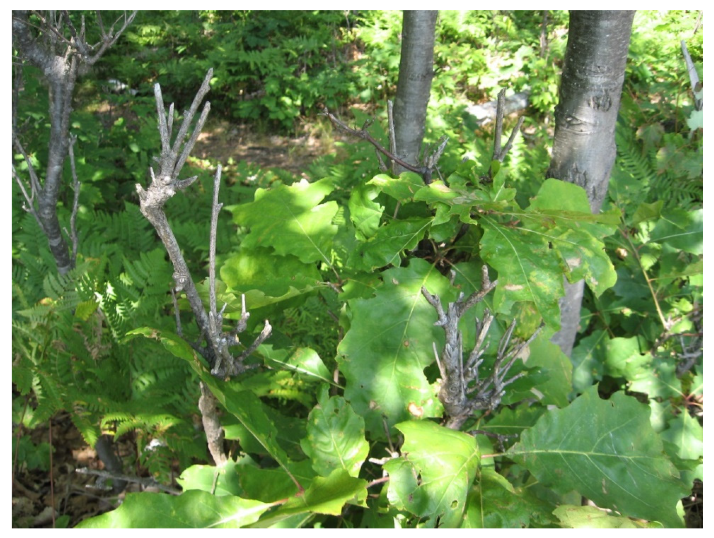 Forests 12 00560 g004 Forests 12 00560 g004