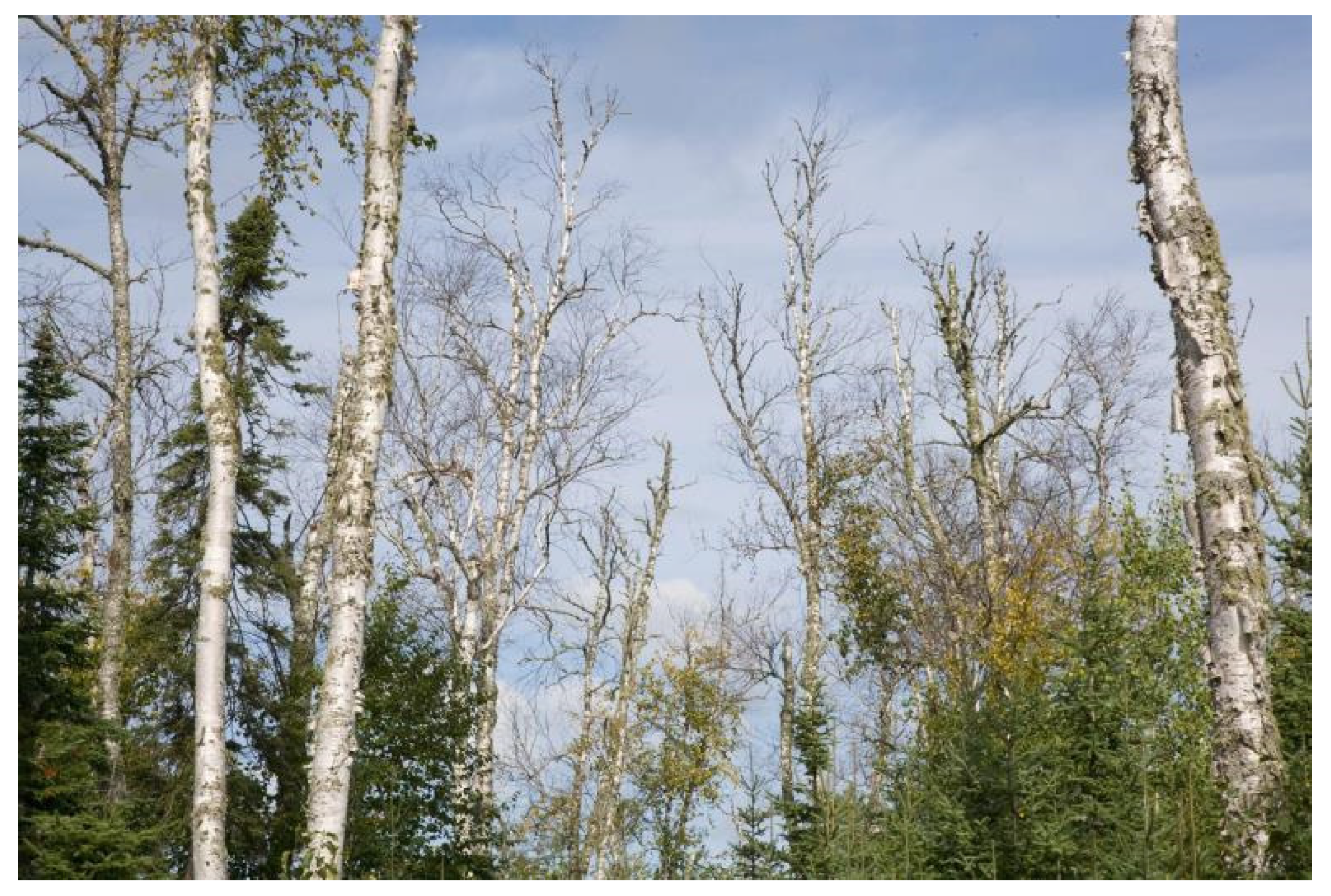 Forests 12 00560 g006 Forests 12 00560 g006