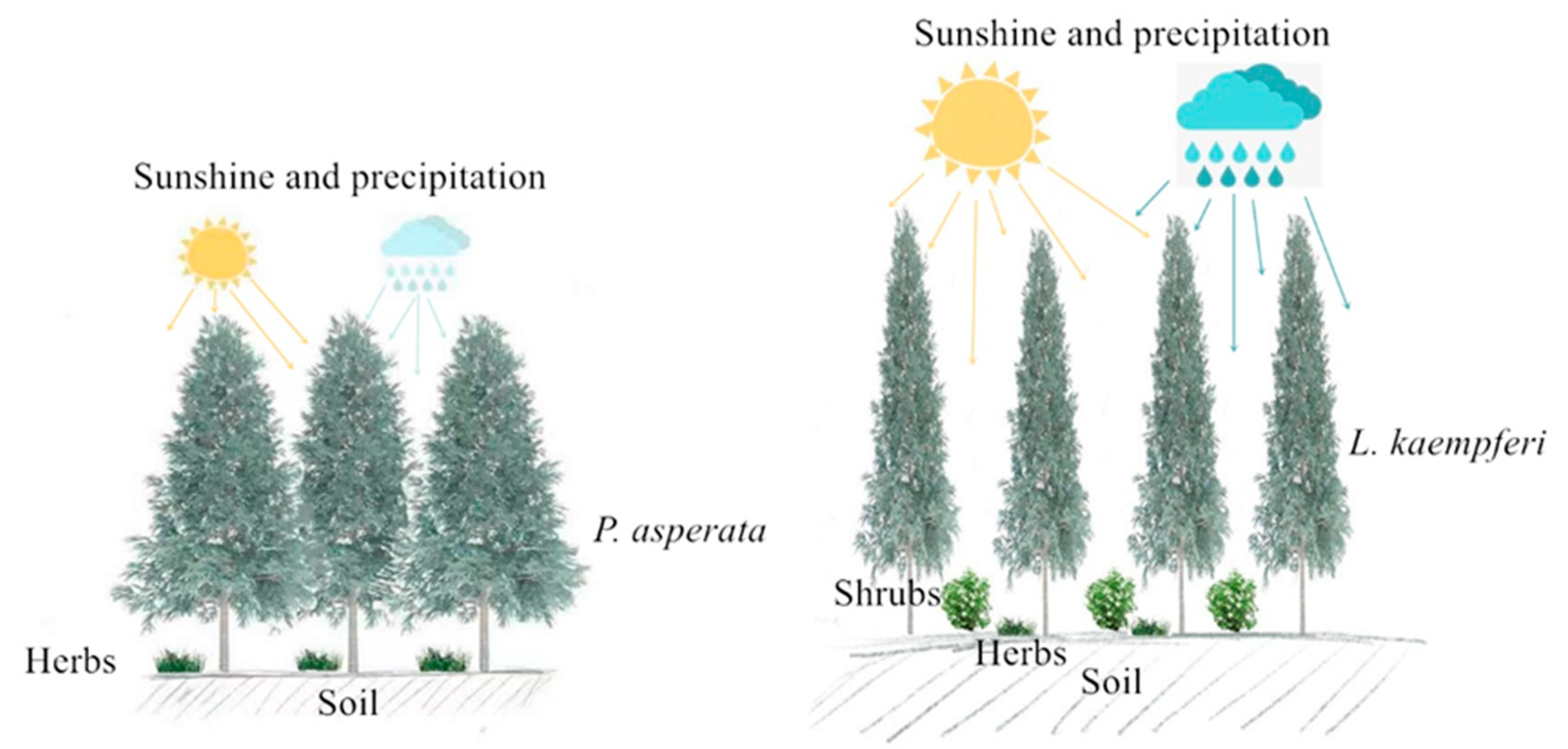 Forests 12 00562 g008