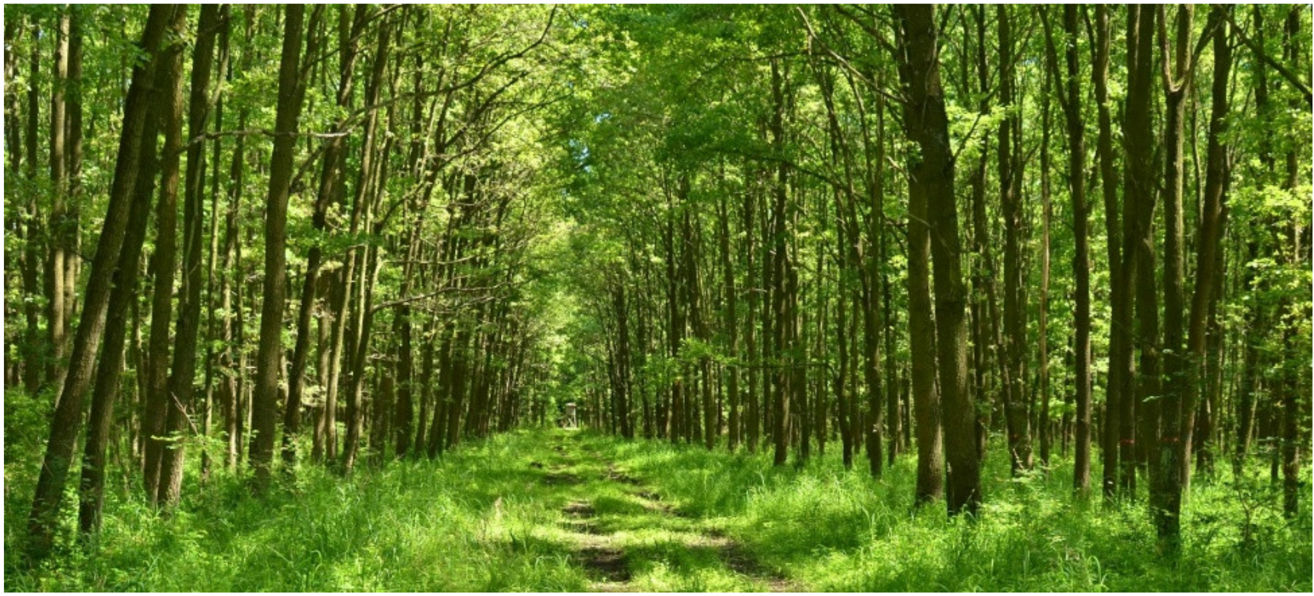 Forests 12 00580 g007