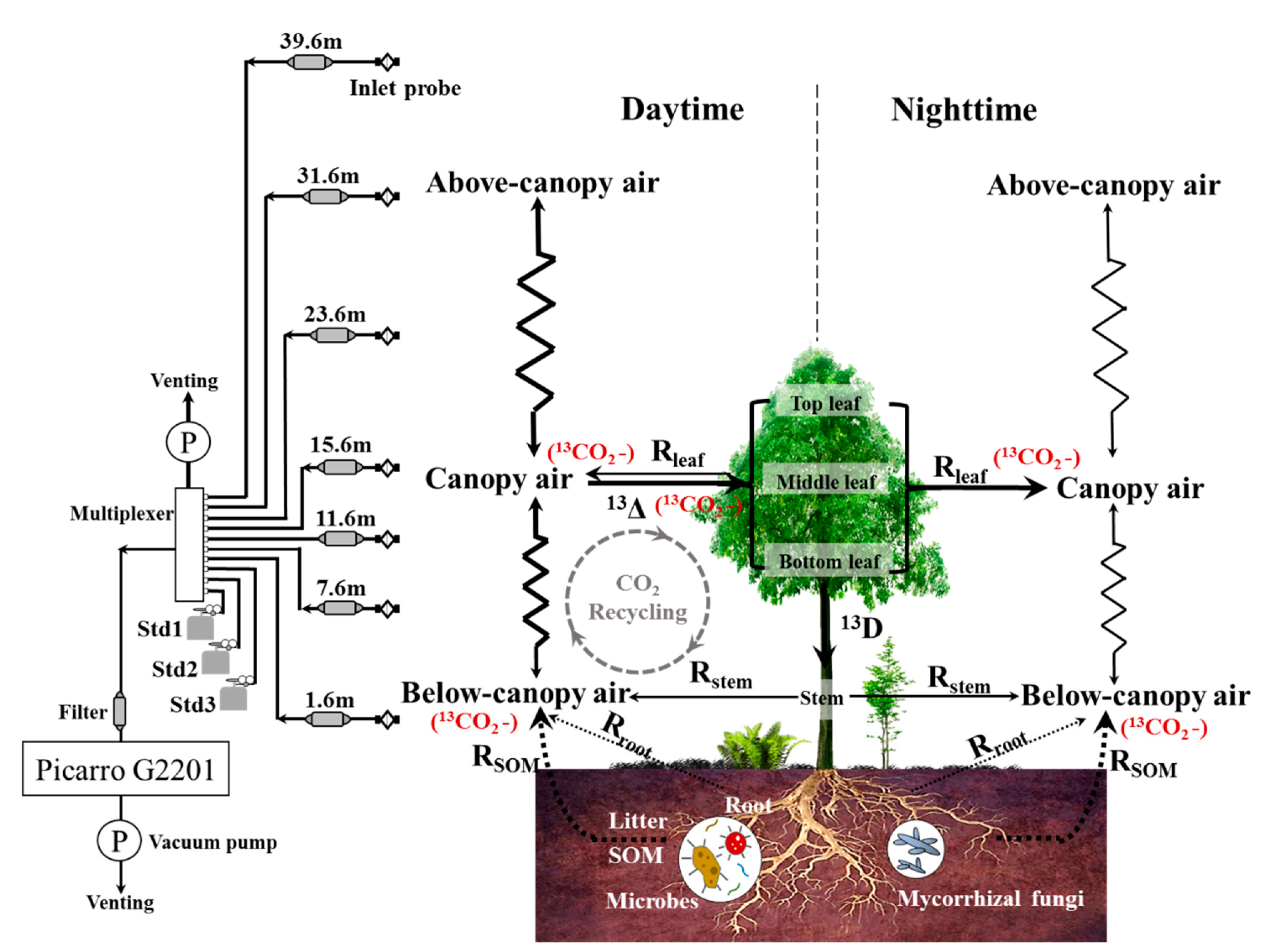 Forests 12 00584 g001 Forests 12 00584 g001