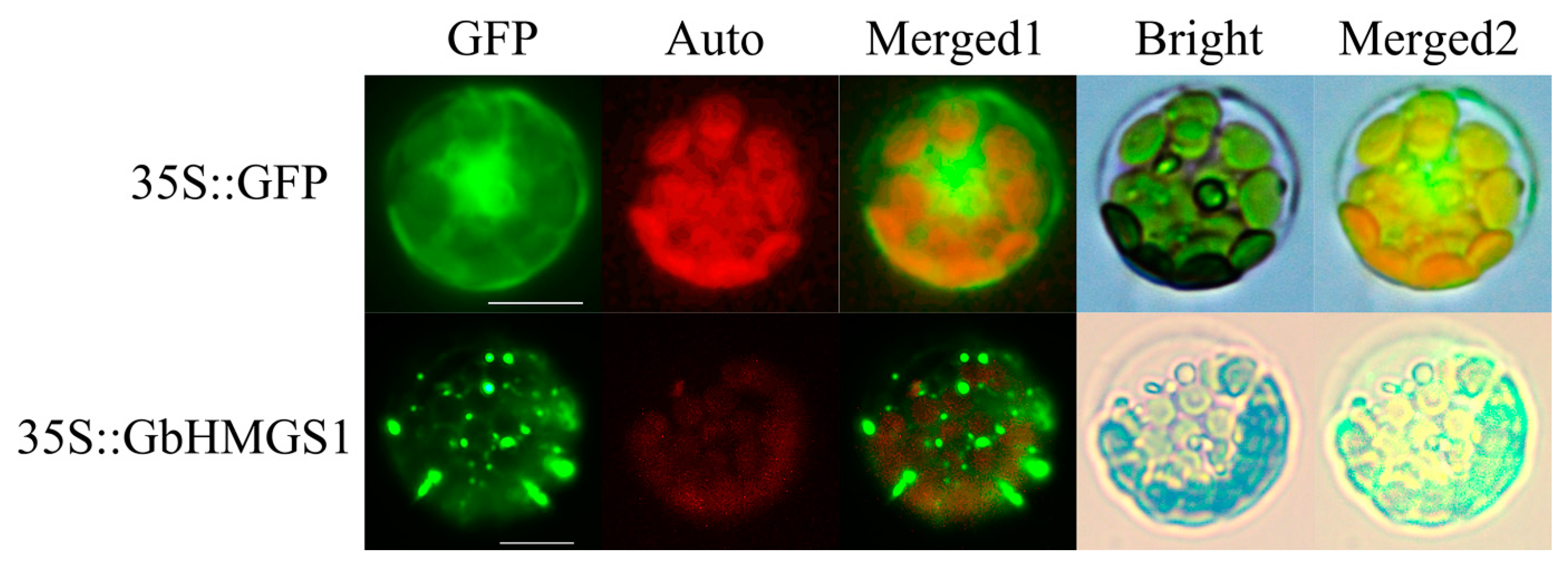 Forests 12 00595 g004