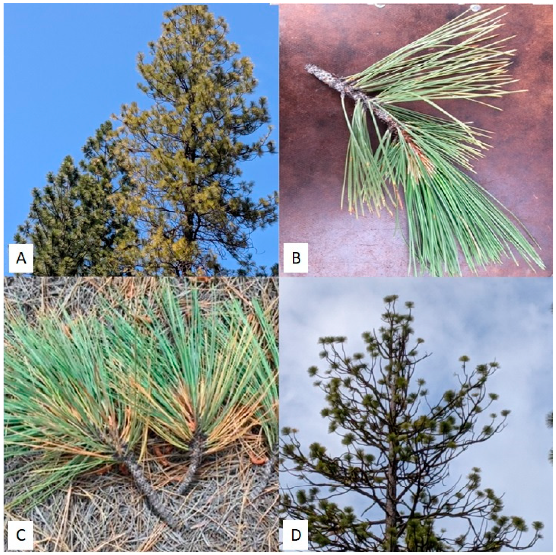 Forests 12 00612 g002