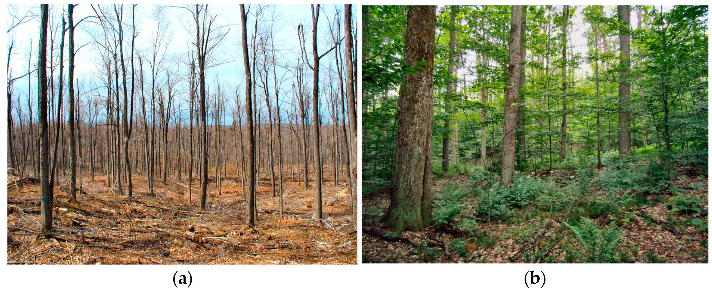 Forests 12 00620 g002