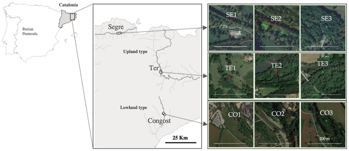 Forests 12 00625 g001 Forests 12 00625 g001