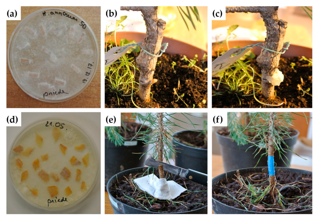 Forests 12 00628 g001