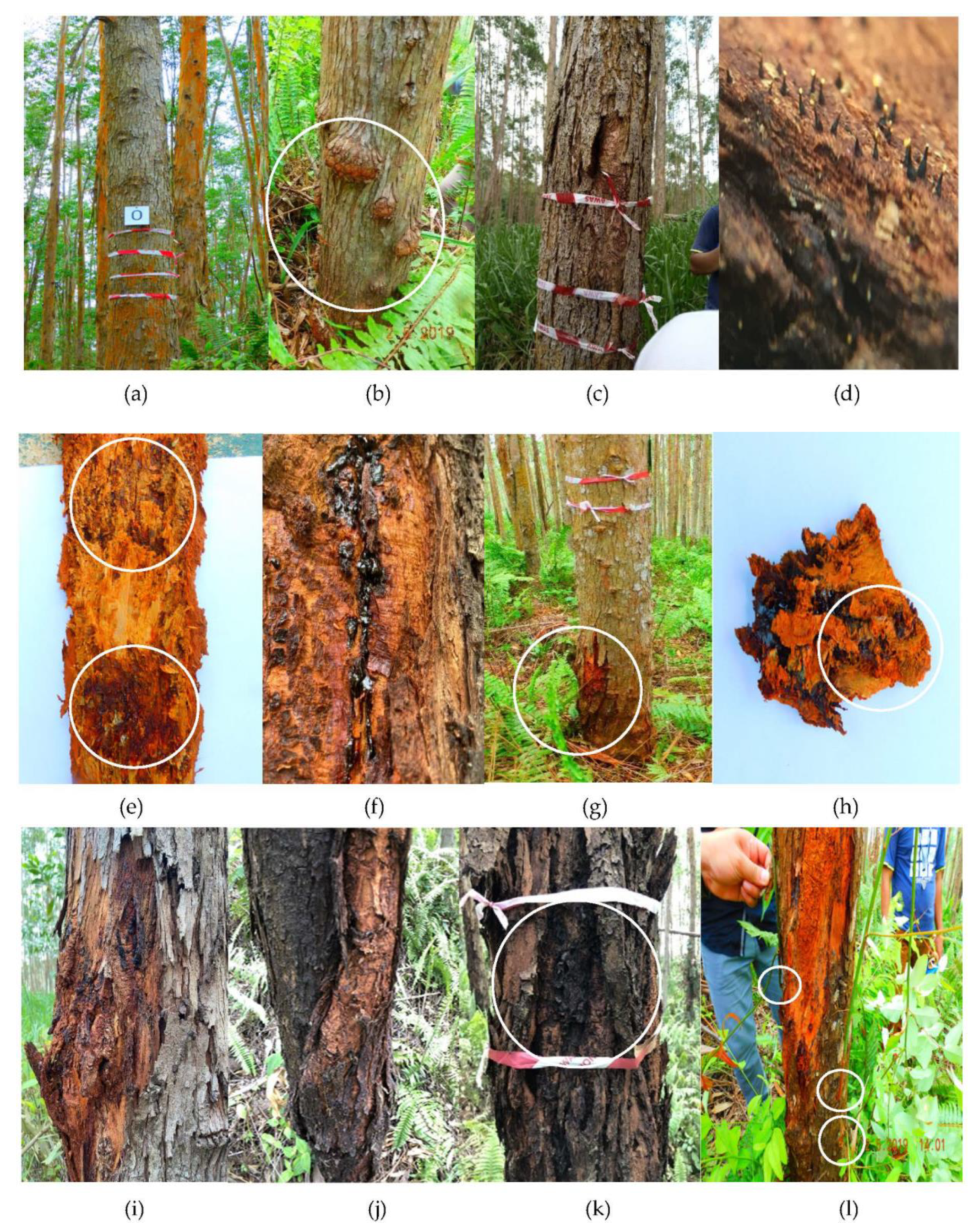 Forests 12 00639 g001