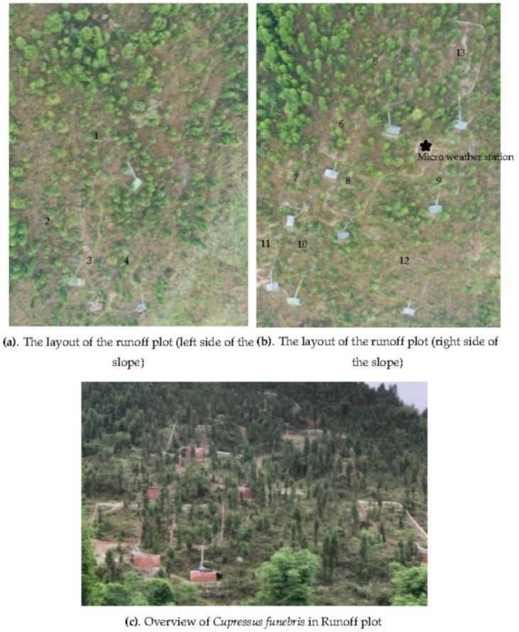 Forests 12 00644 g001