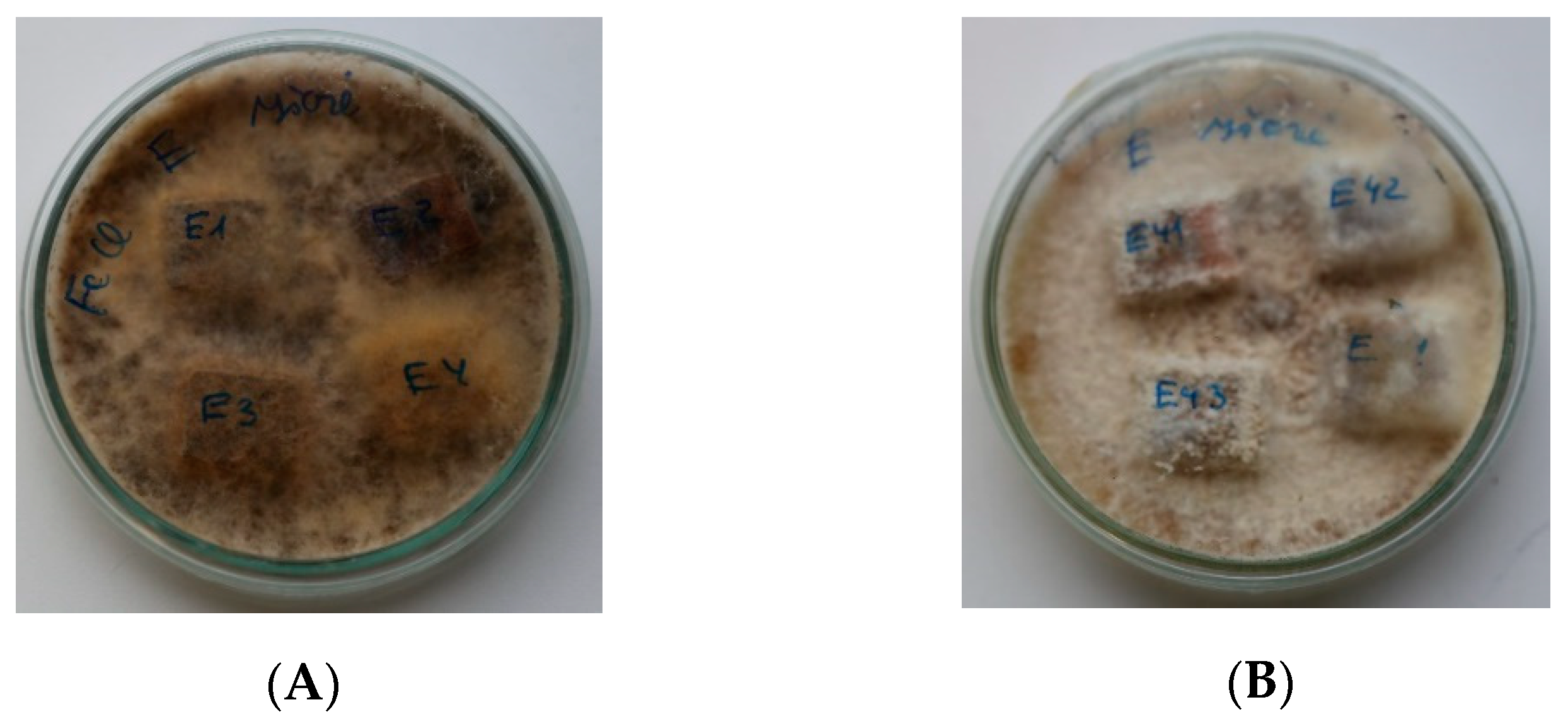 Forests 12 00645 g002 Forests 12 00645 g002