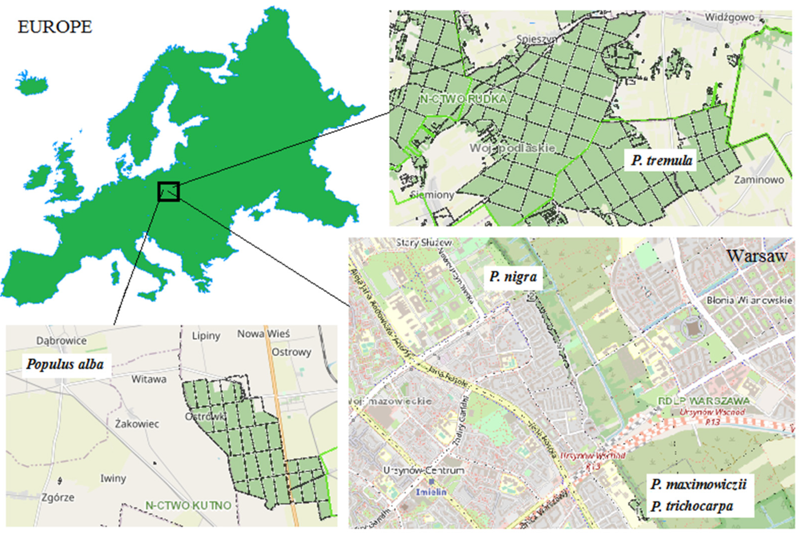 Forests 12 00647 g001 Forests 12 00647 g001