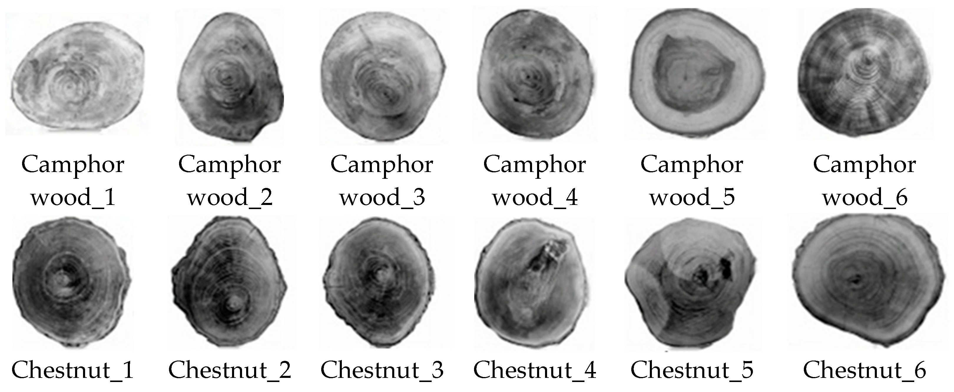 Forests 12 00671 g001a Forests 12 00671 g001a