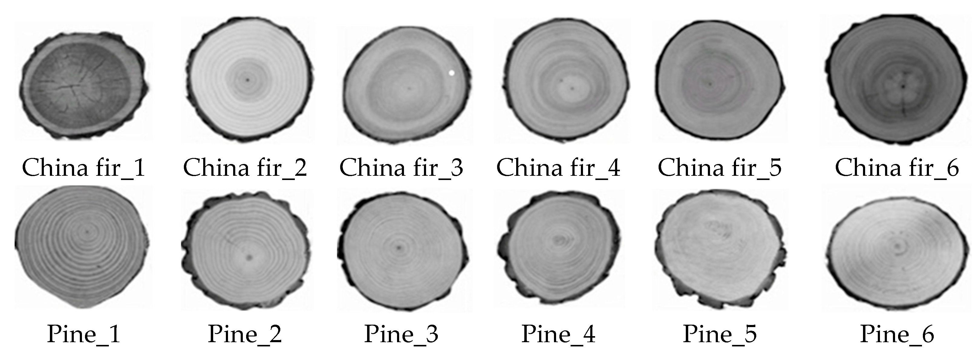 Forests 12 00671 g001b Forests 12 00671 g001b