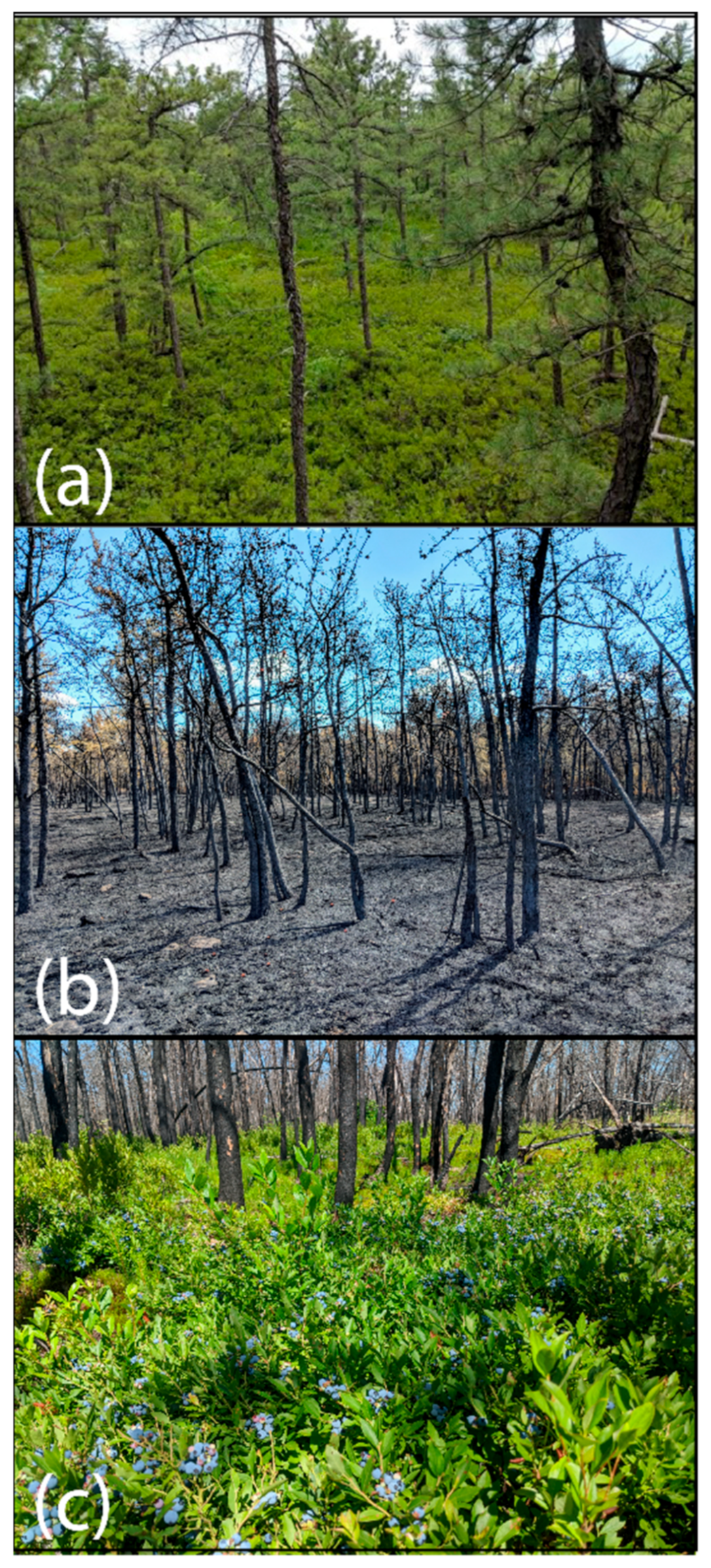 Forests 12 00676 g002