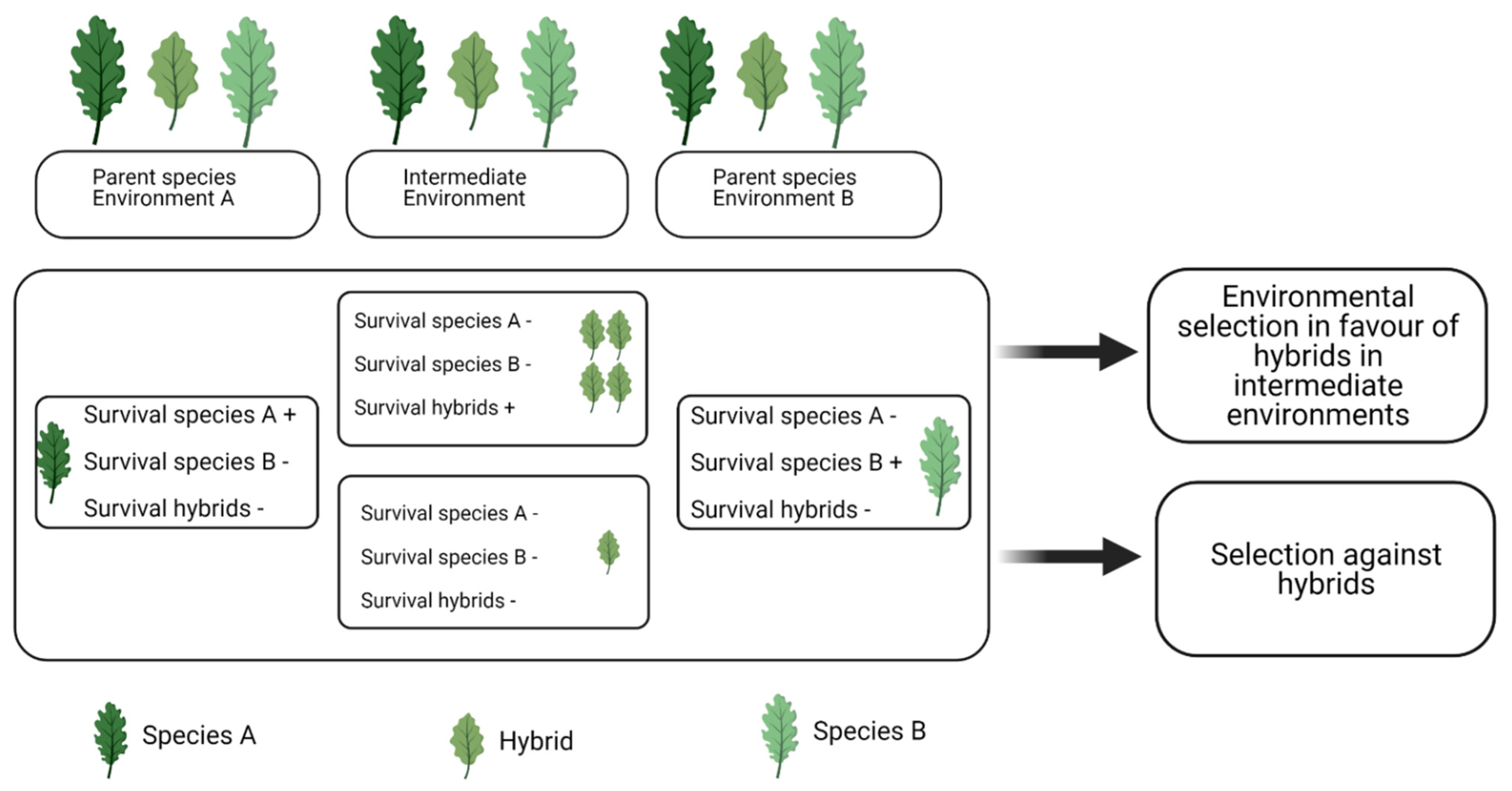 Forests 12 00690 g001