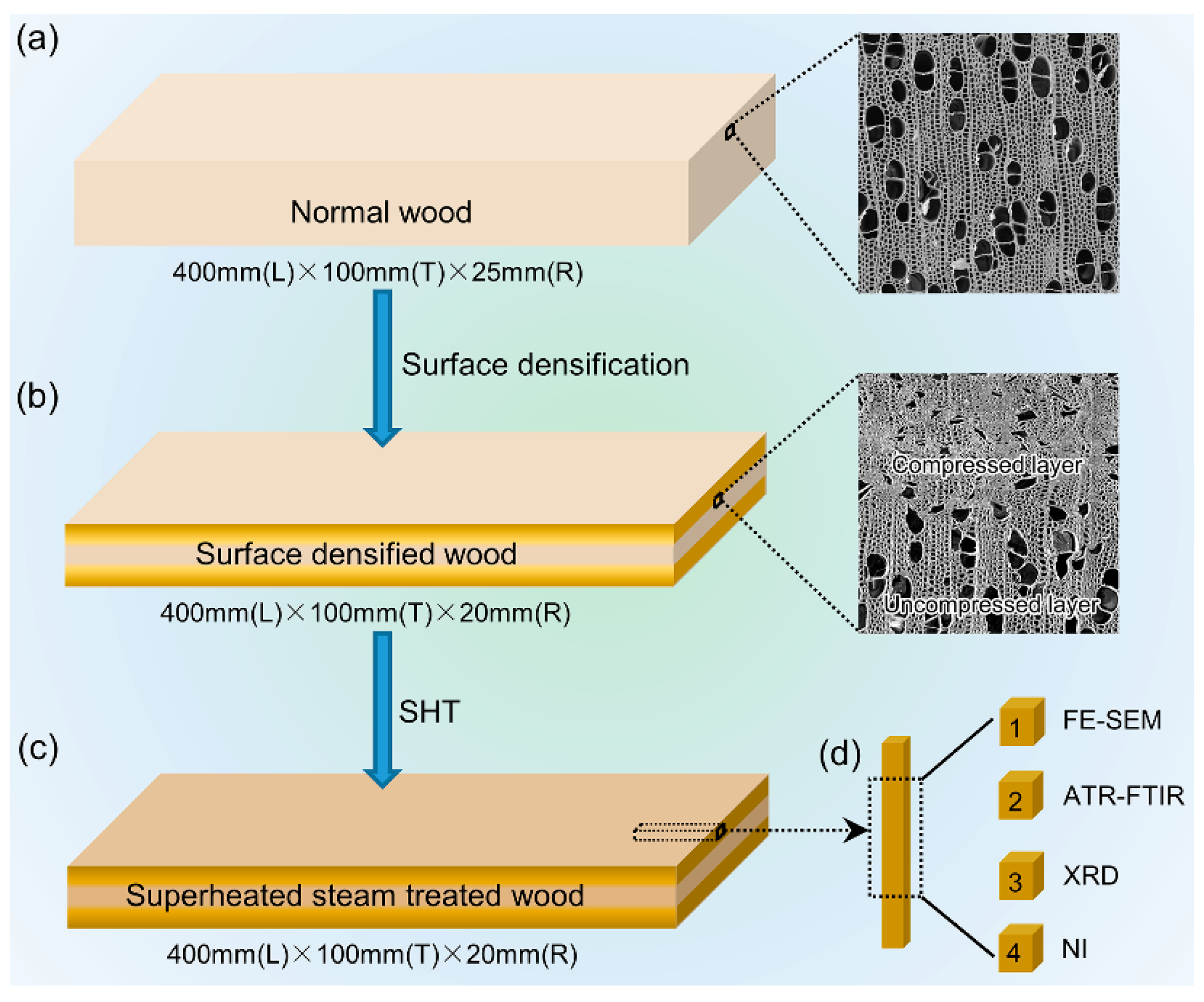 Forests 12 00693 g001