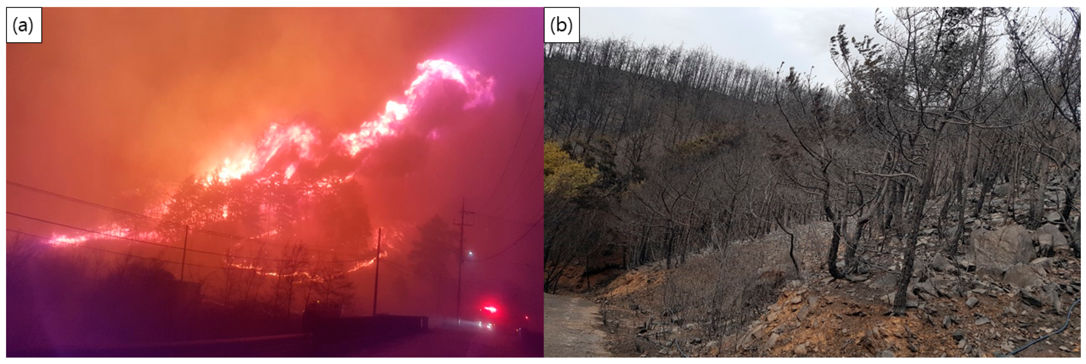 Forests 12 00708 g002 Forests 12 00708 g002