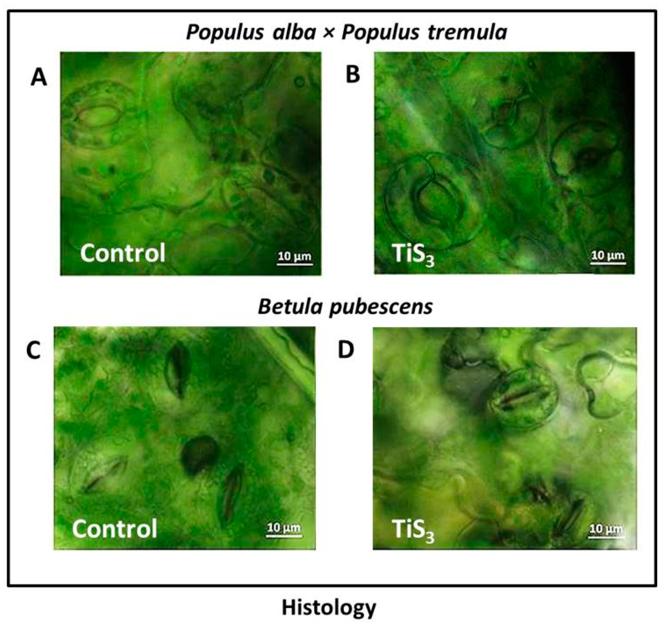 Forests 12 00713 g004 Forests 12 00713 g004