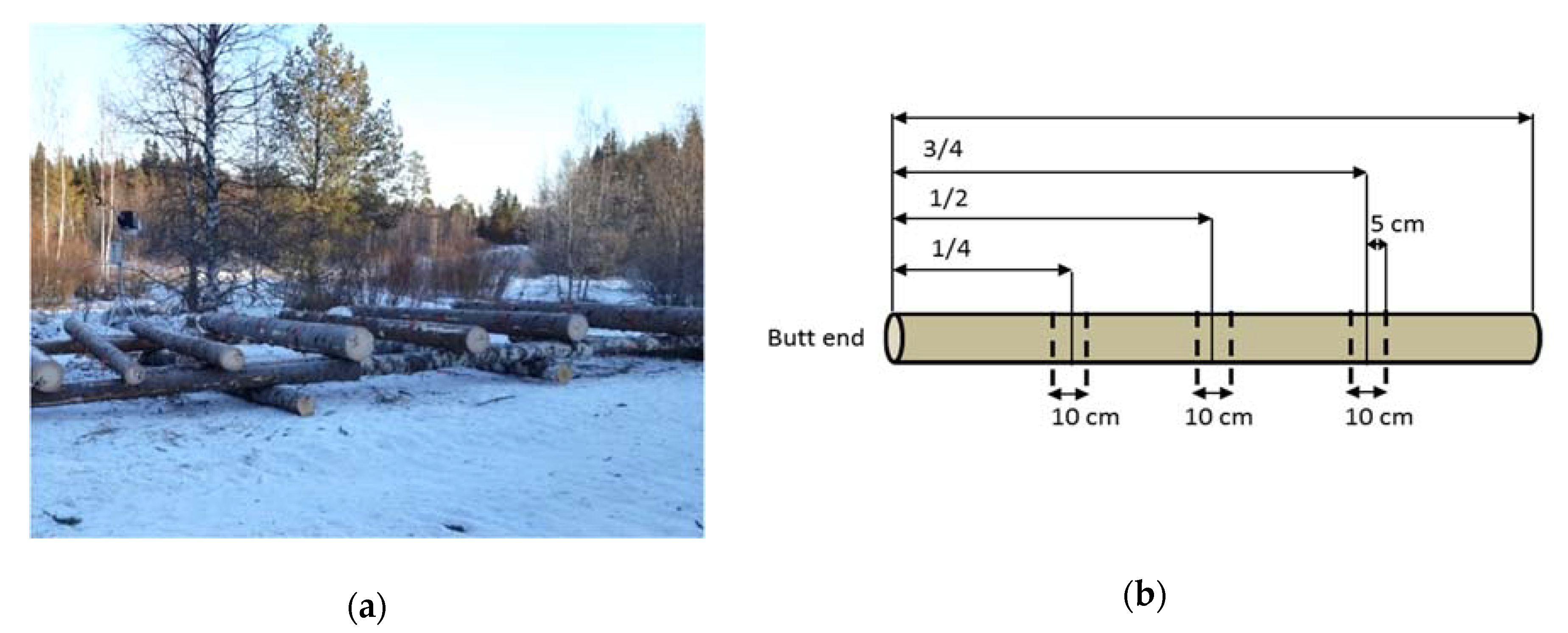 Forests 12 00736 g001