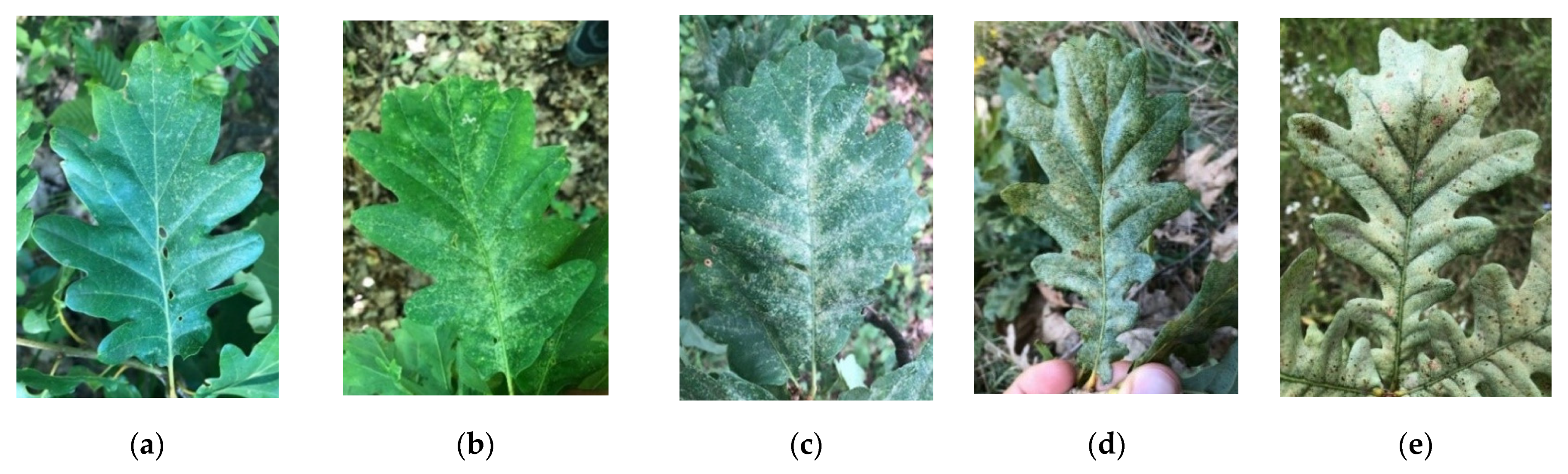 Forests 12 00770 g004 Forests 12 00770 g004