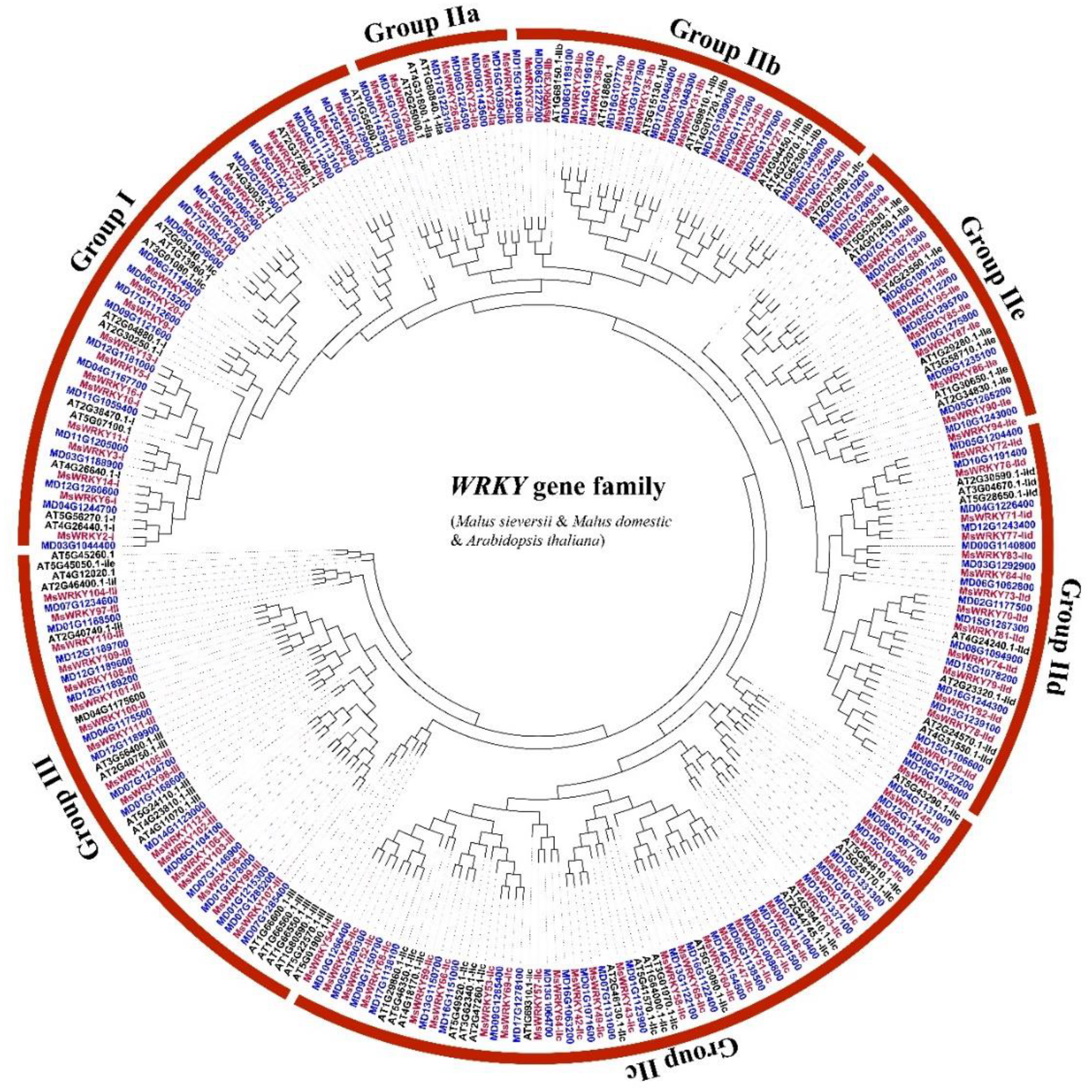 Full-Length Transcriptome-Wide Characteristic and Functional