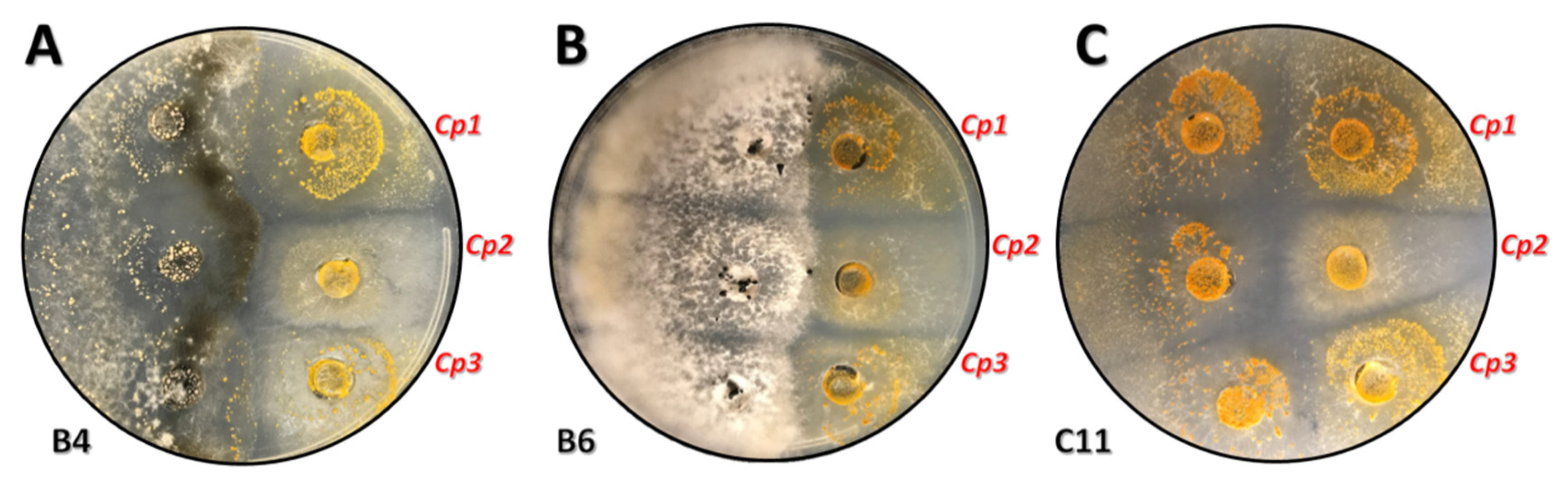 Forests 12 00794 g005