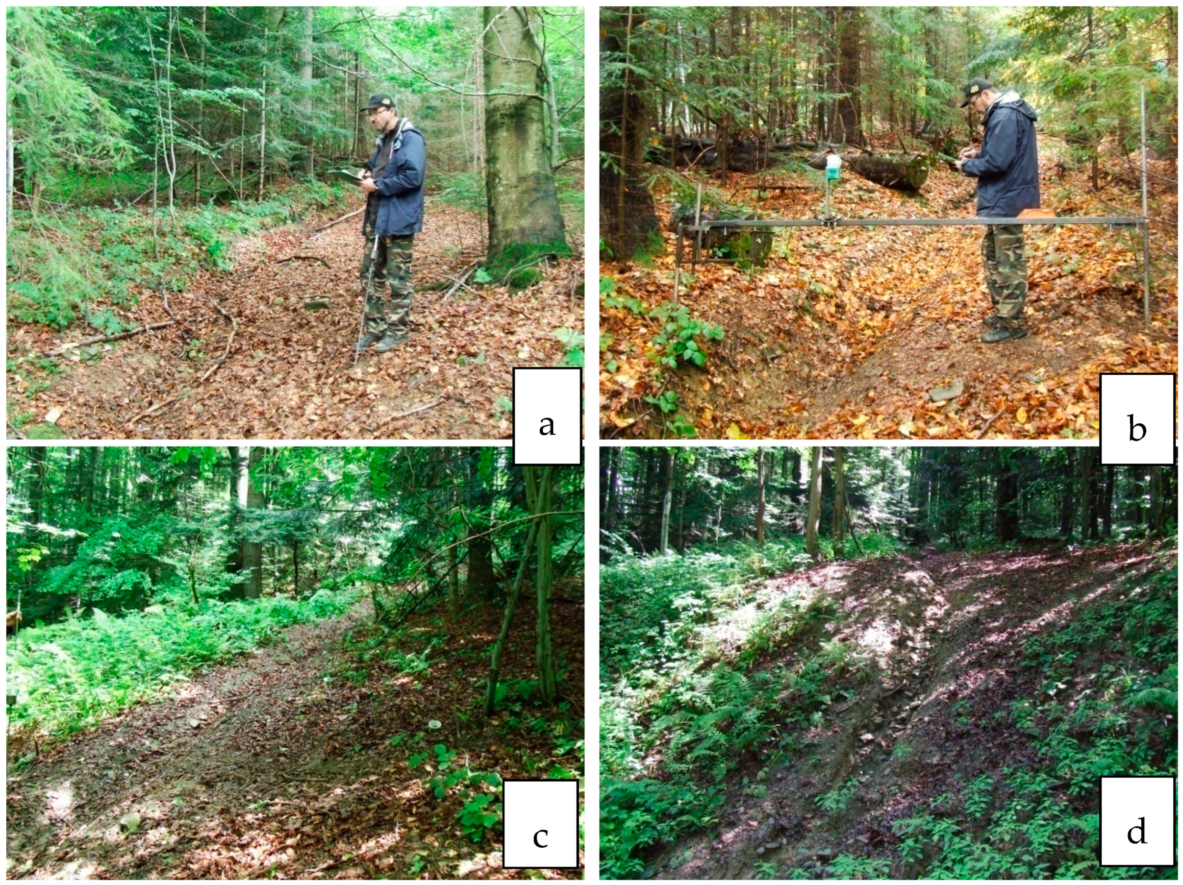 Forests 12 00797 g001a