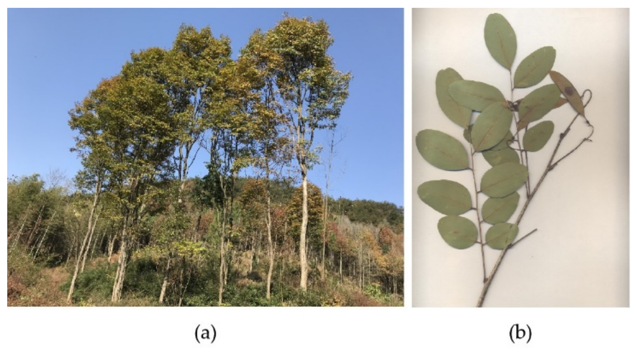 Forests 12 00804 g001 Forests 12 00804 g001