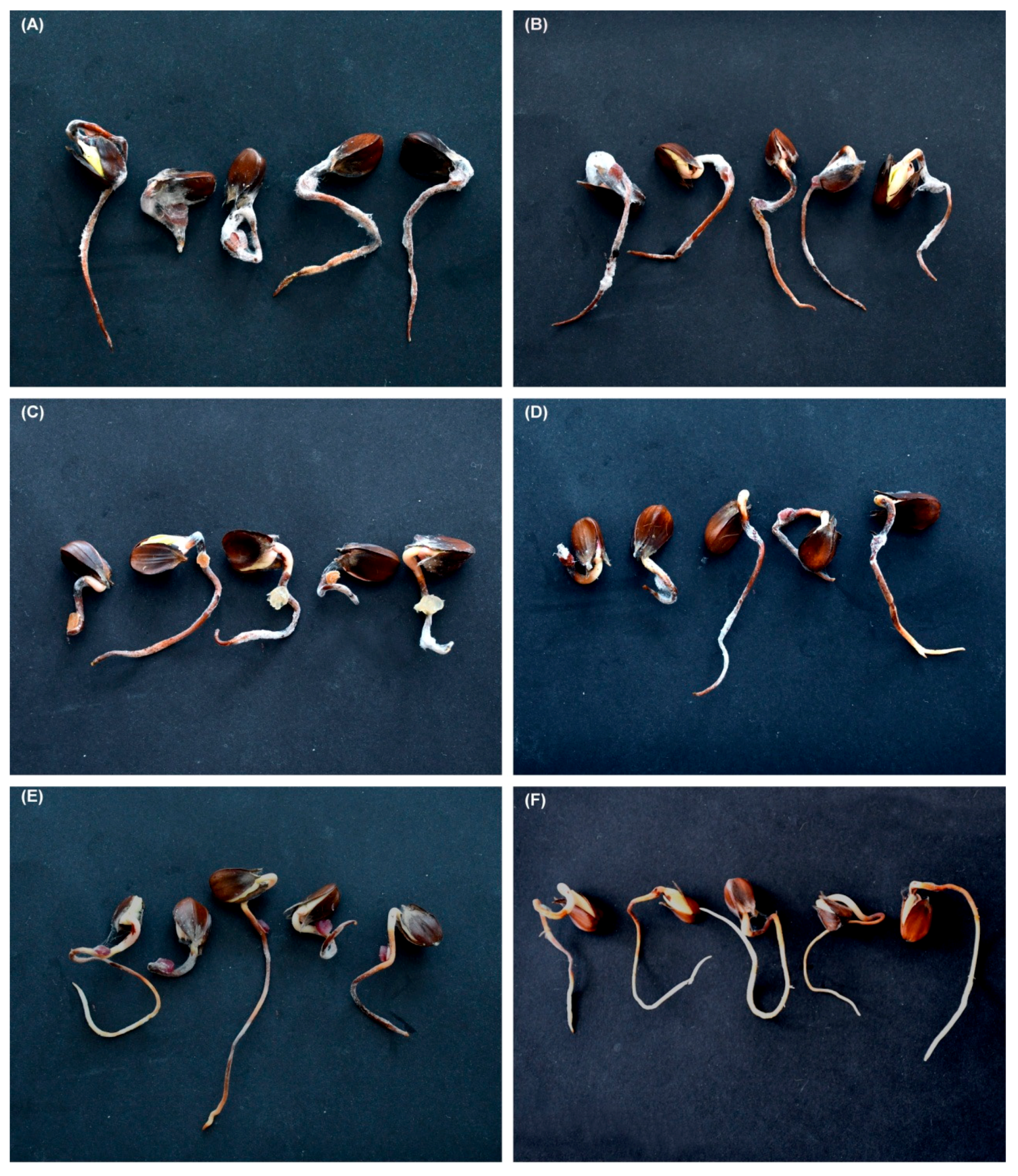 Forests 12 00811 g006 Forests 12 00811 g006