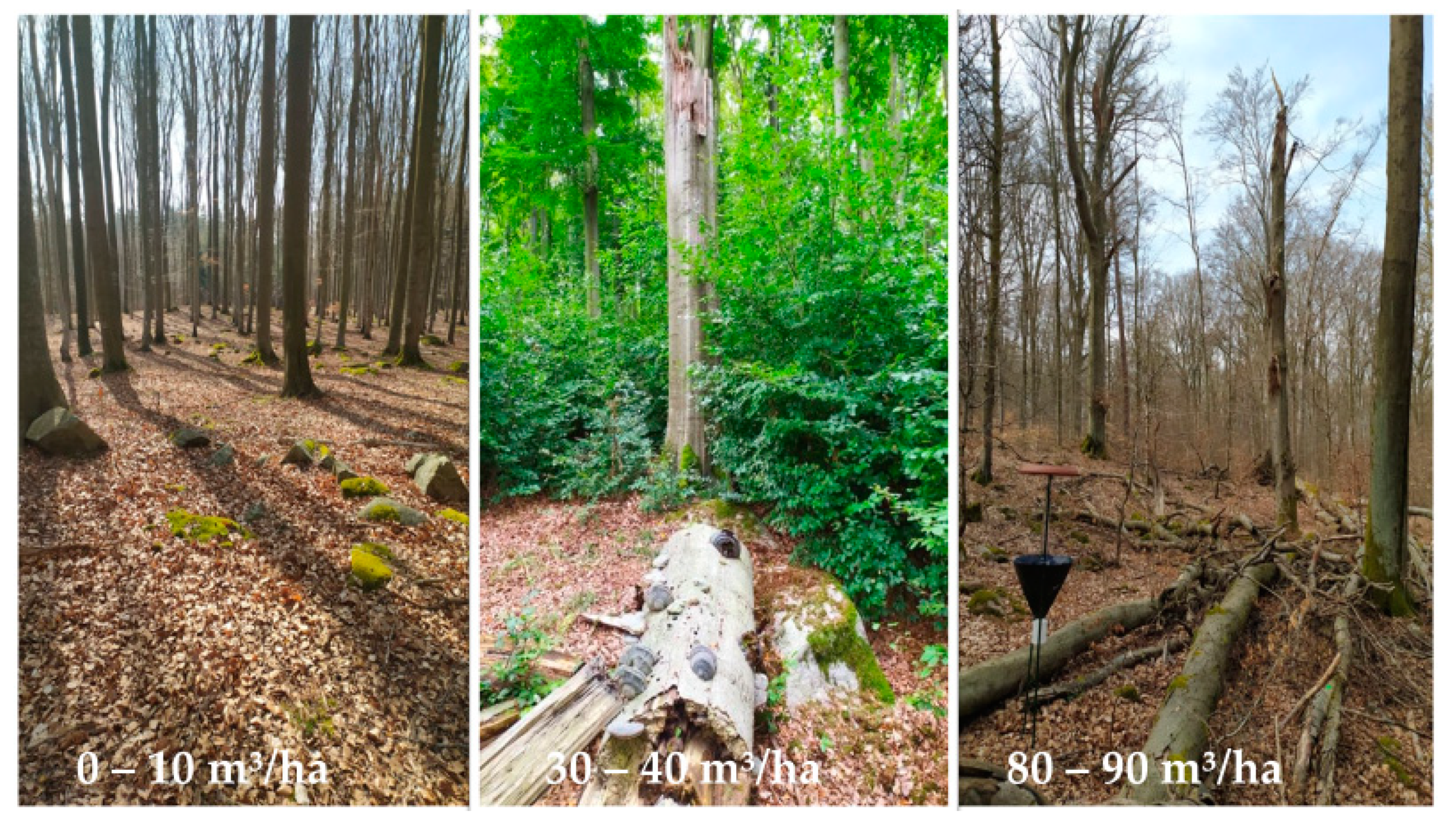 Forests 12 00814 g002