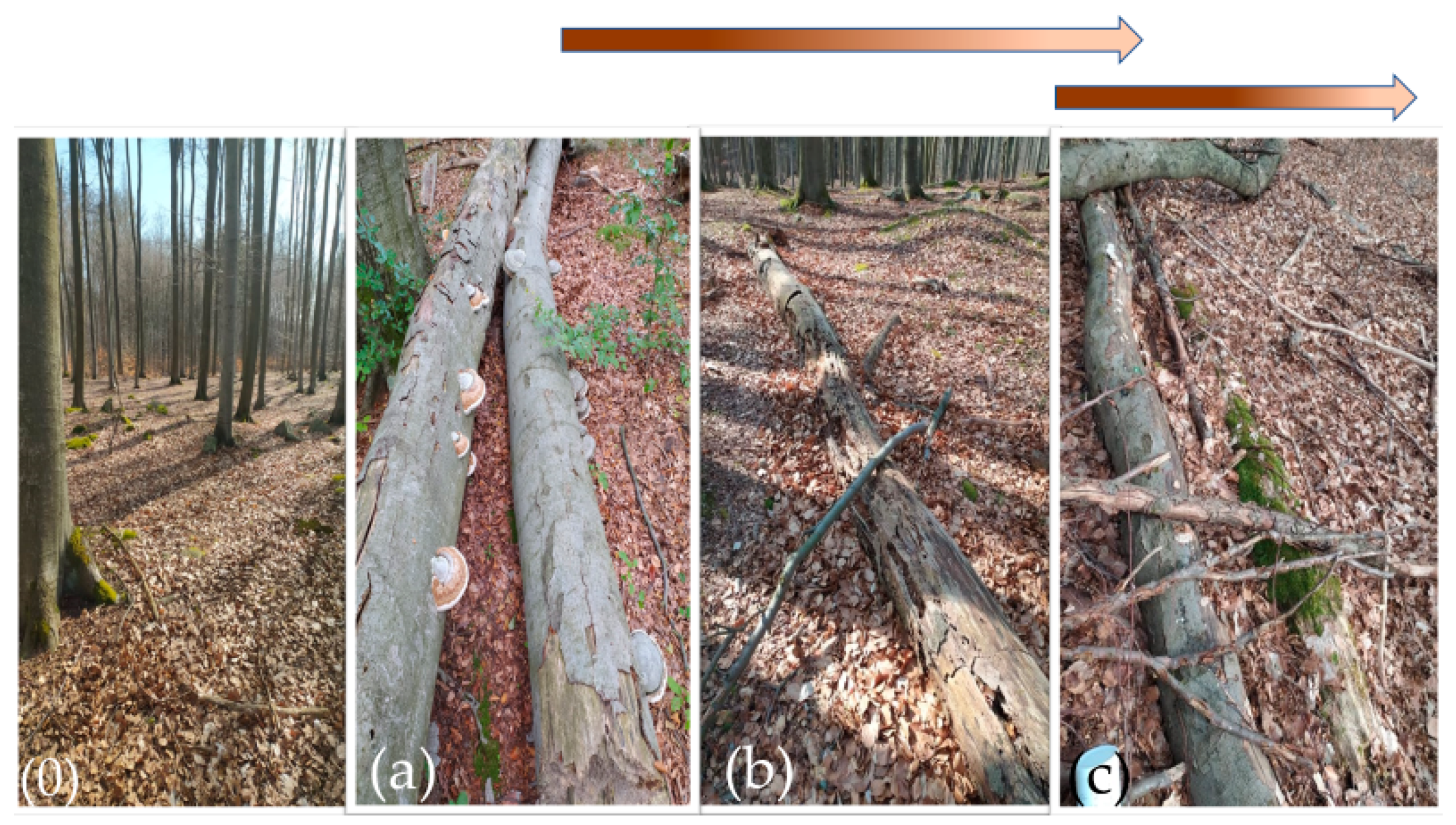 Forests 12 00814 g003