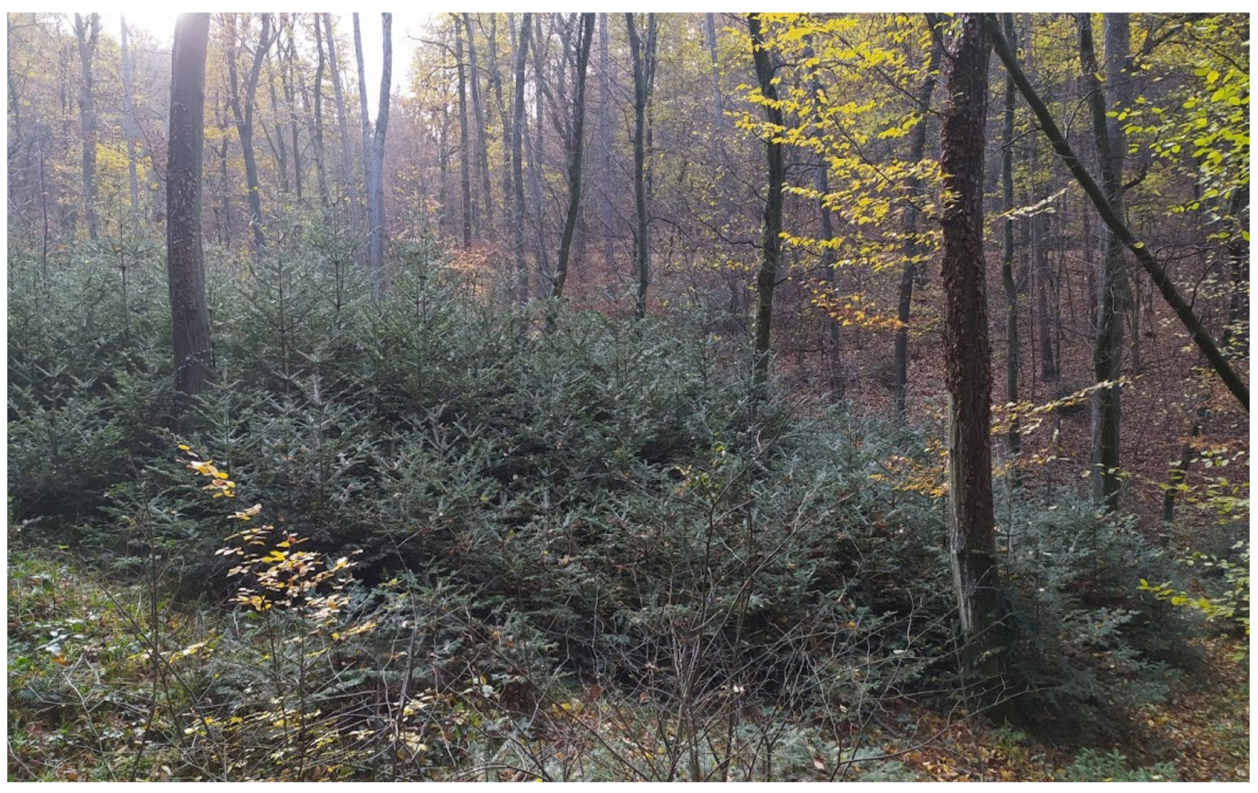 Forests 12 00821 g010