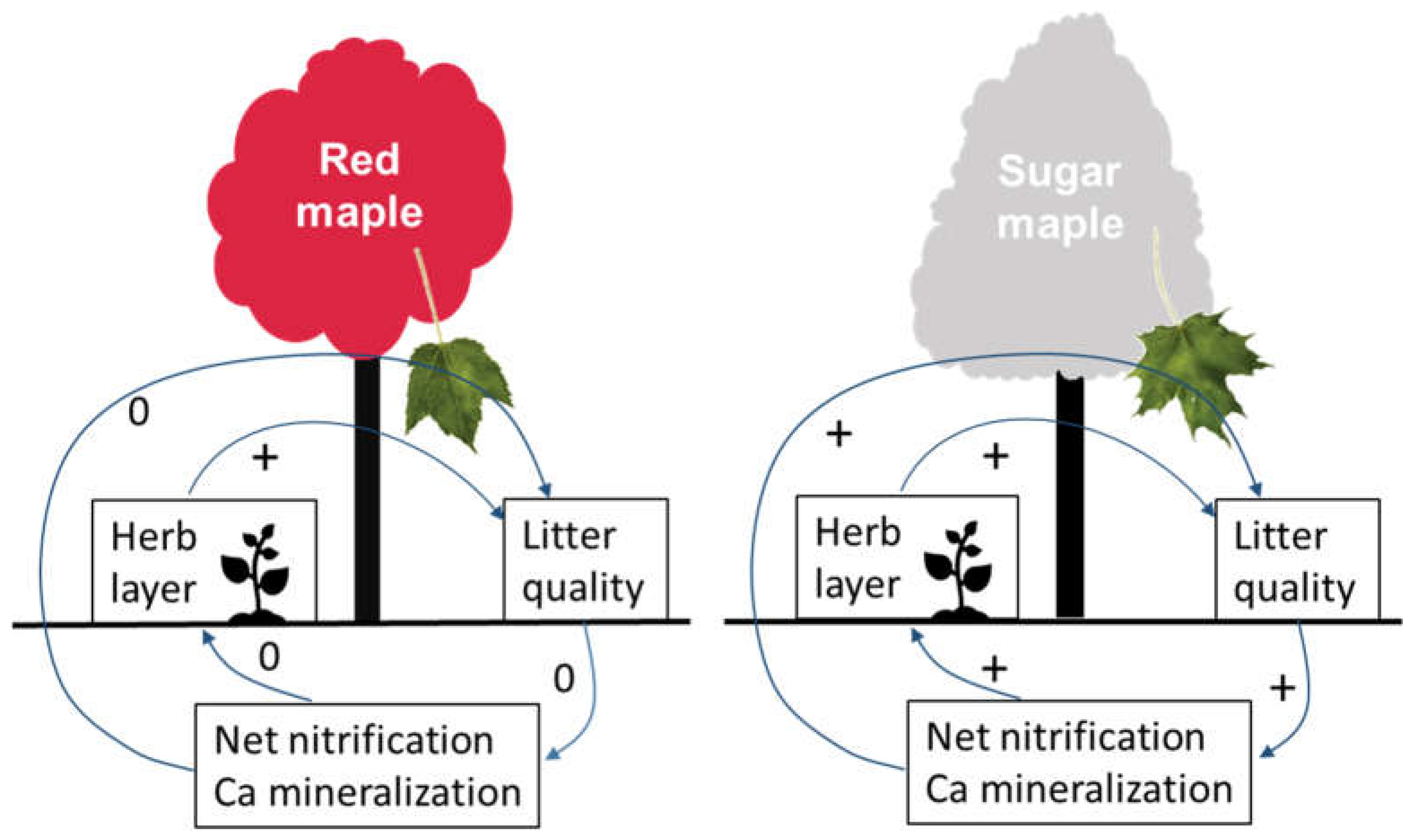 Forests 12 00829 g008 550