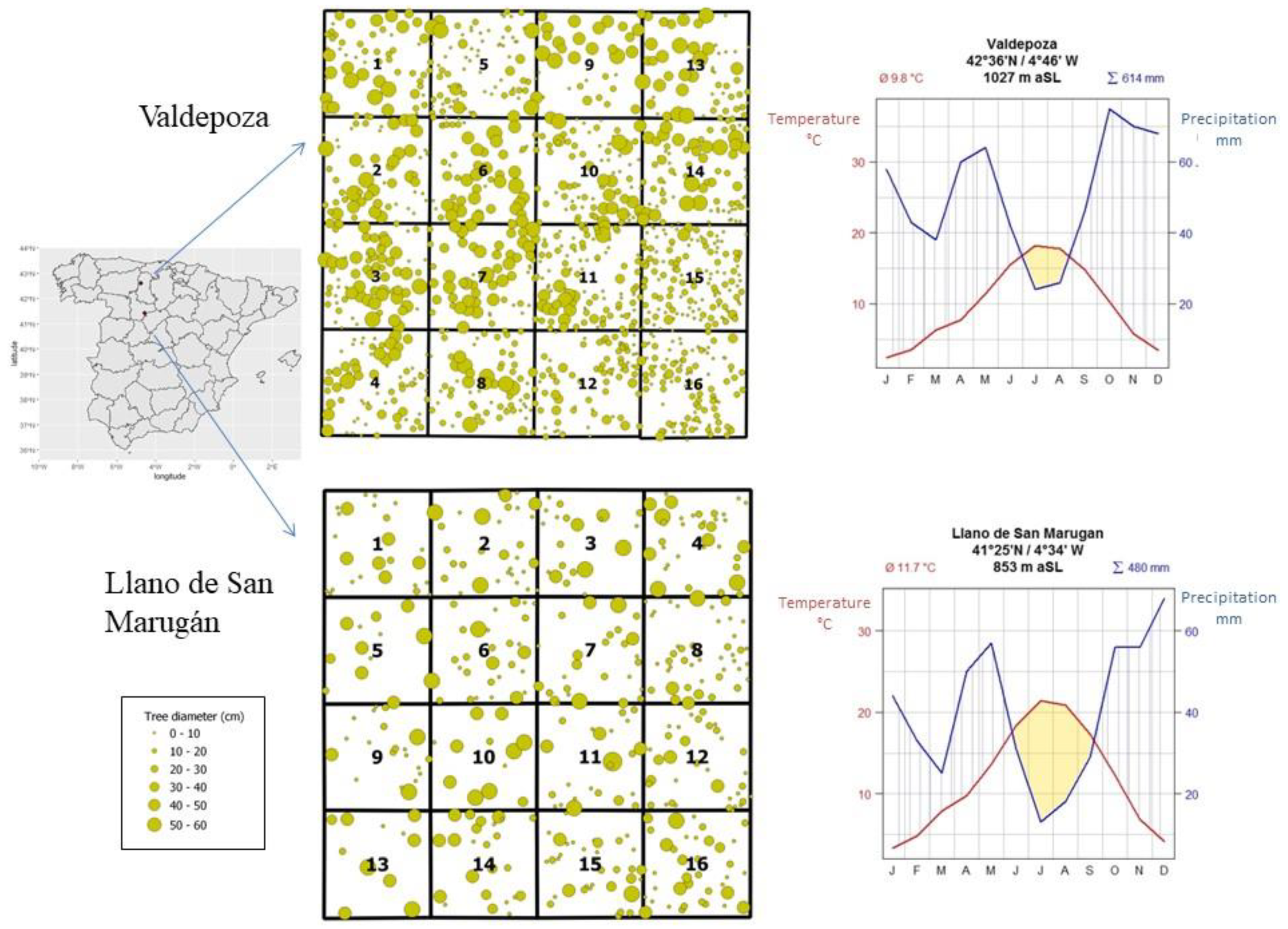 Forests 12 00848 g001