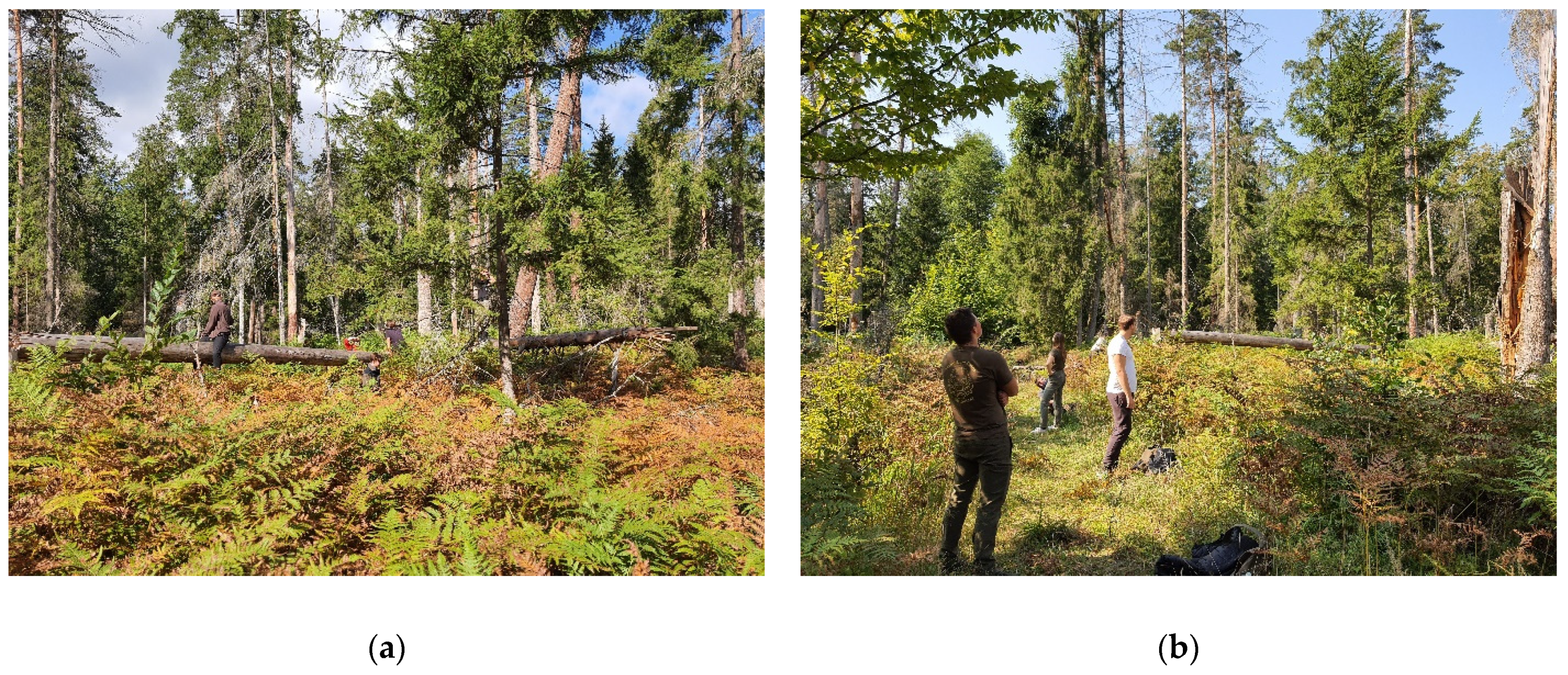 Forests 12 00871 g004