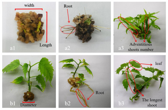 Effects of Plant Growth Regulators on the Rapid Propagation