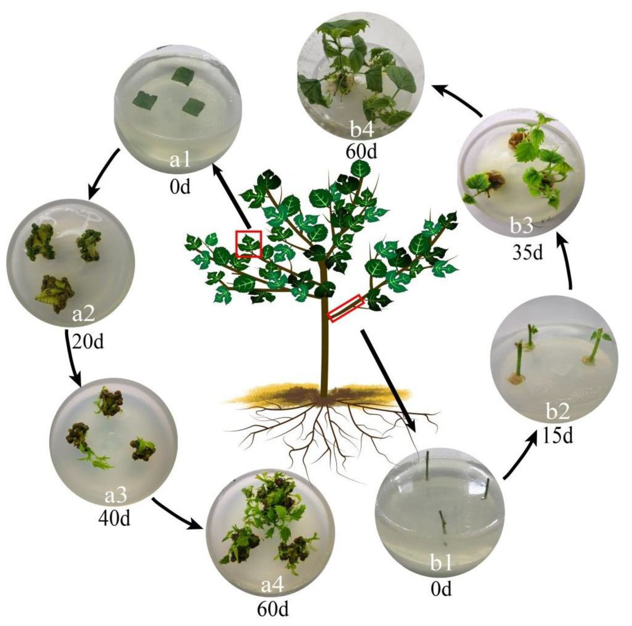 Forests 12 00874 g002 550